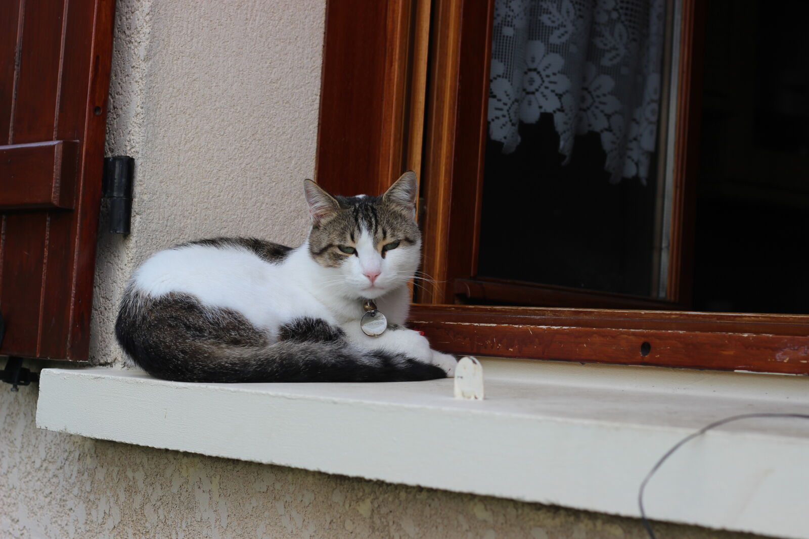 Canon EOS 600D (Rebel EOS T3i / EOS Kiss X5) + Canon EF 50mm F1.8 STM sample photo. Black, cat, kitten, kitty photography