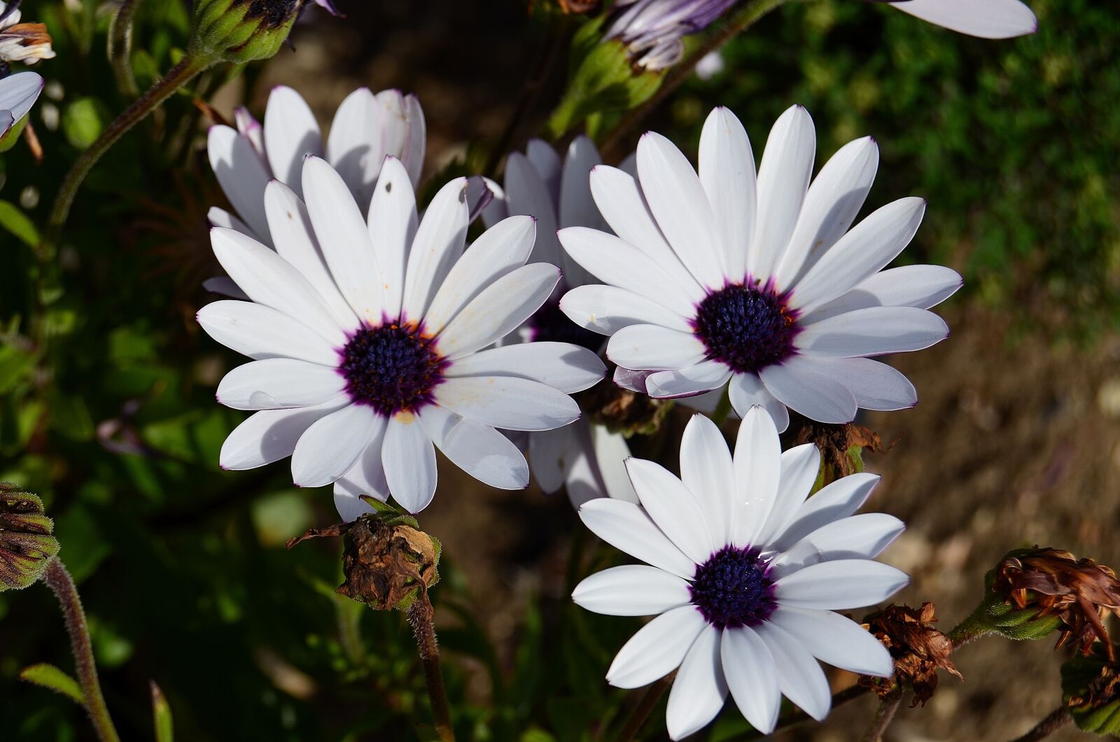Nikon D5100 sample photo. African daisy, flowers, margaritas photography