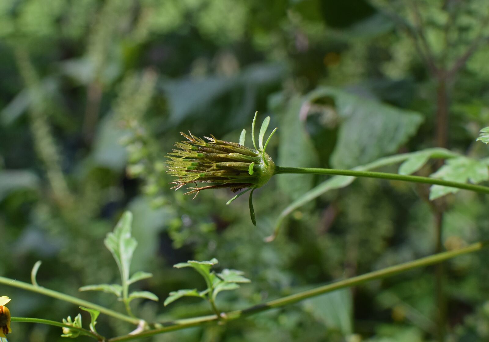 Nikon D3300 sample photo. Jacob ragweed seed pods photography