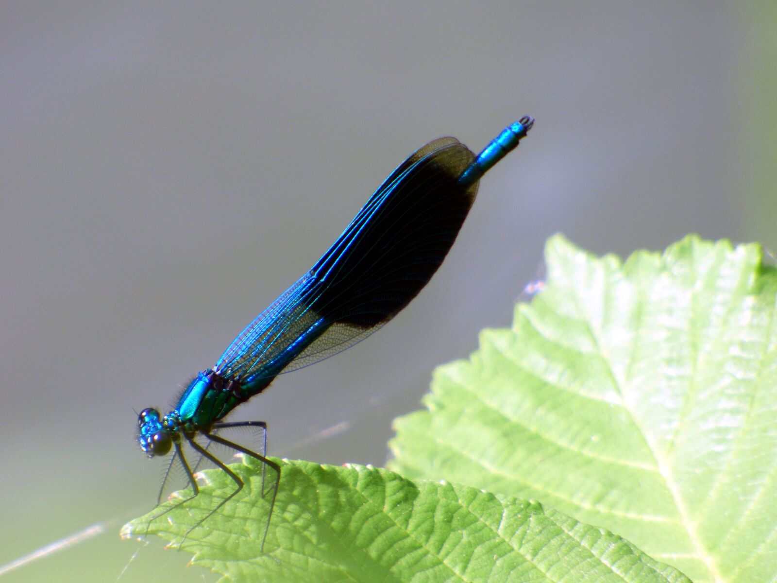 Panasonic DMC-FZ72 sample photo. Dragonfly, insect, demoiselle photography
