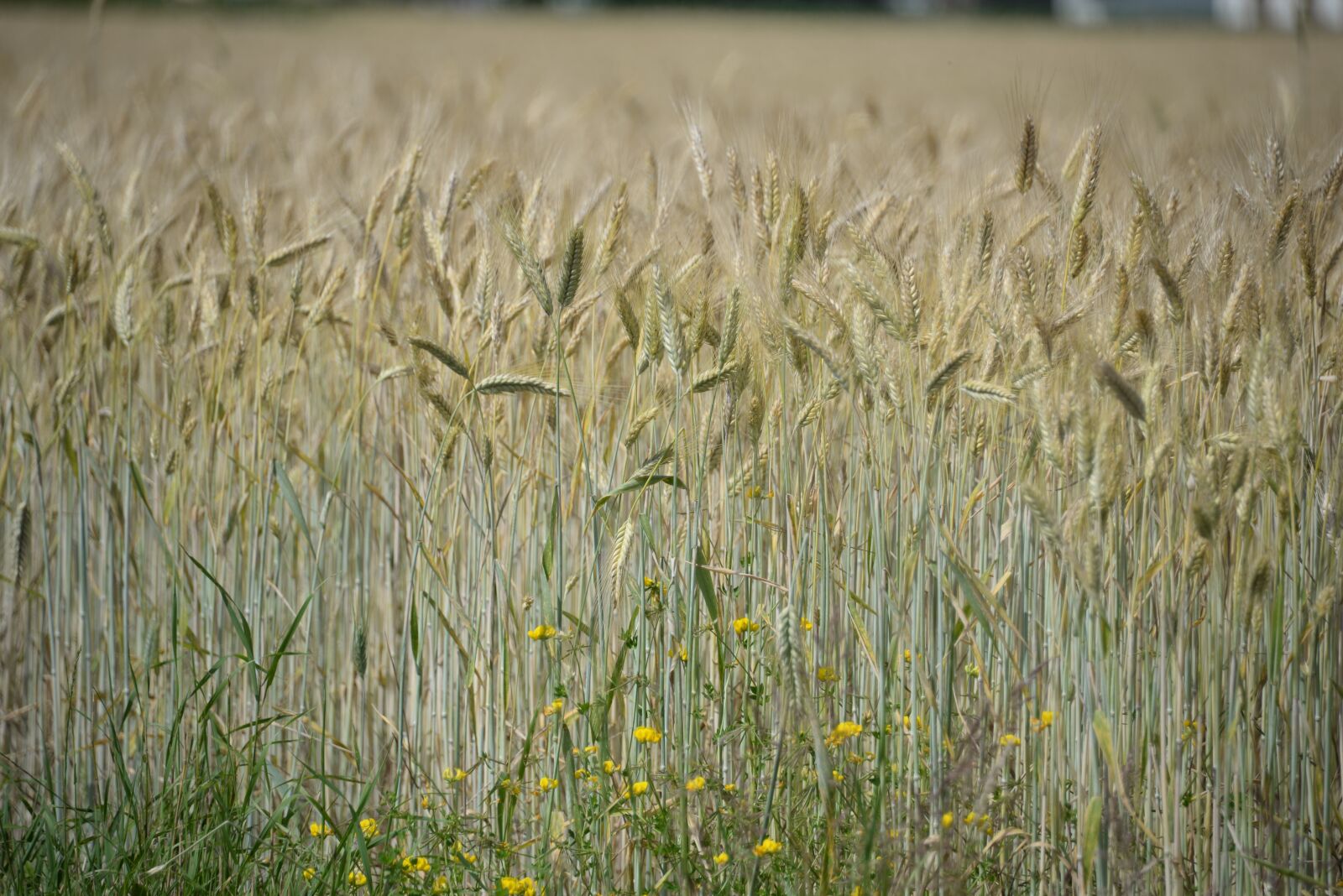 Nikon D610 sample photo. Cornfield, spike, flowers photography