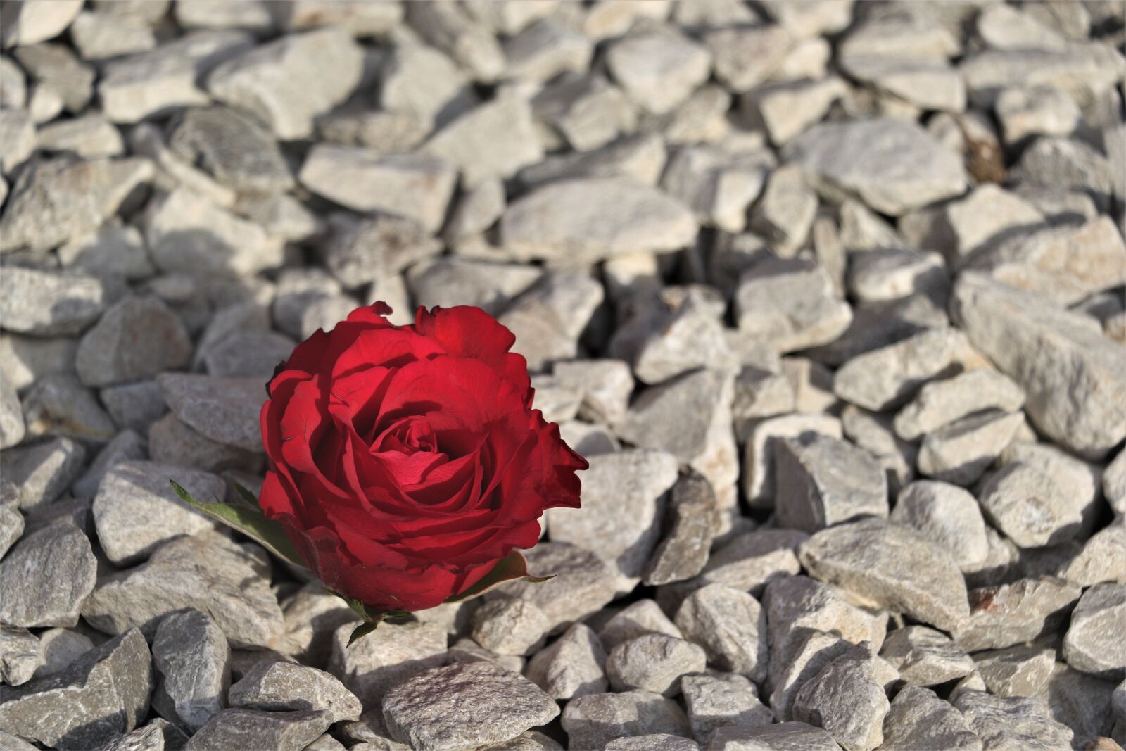 Canon EOS 7D Mark II sample photo. Red, red rose, pebbles photography