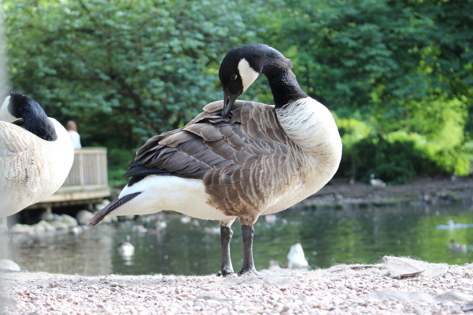 Canon EOS 700D (EOS Rebel T5i / EOS Kiss X7i) sample photo. Bird, nature, lake photography