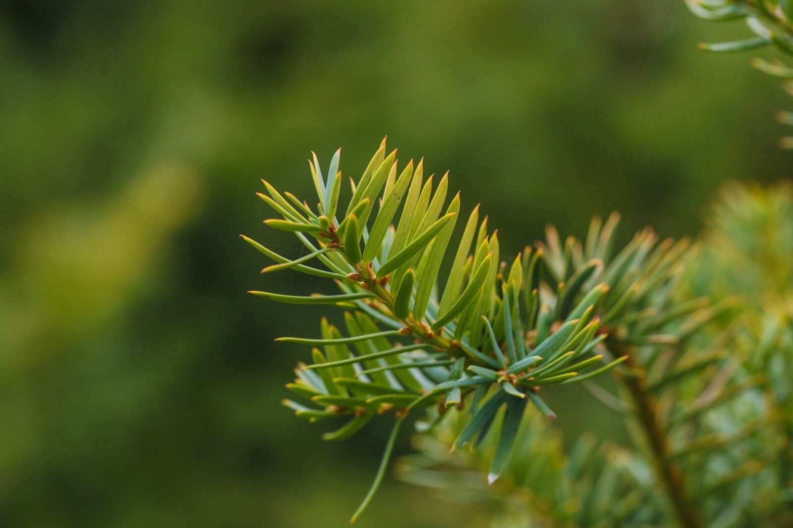 Canon EOS 7D Mark II sample photo. Pine needles, green, nature photography