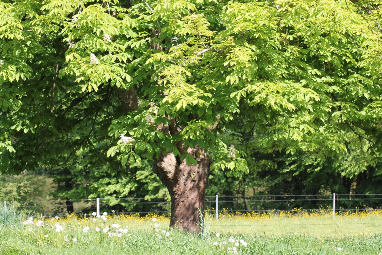 Canon EOS 1100D (EOS Rebel T3 / EOS Kiss X50) sample photo. Tree, prairie, landscape photography