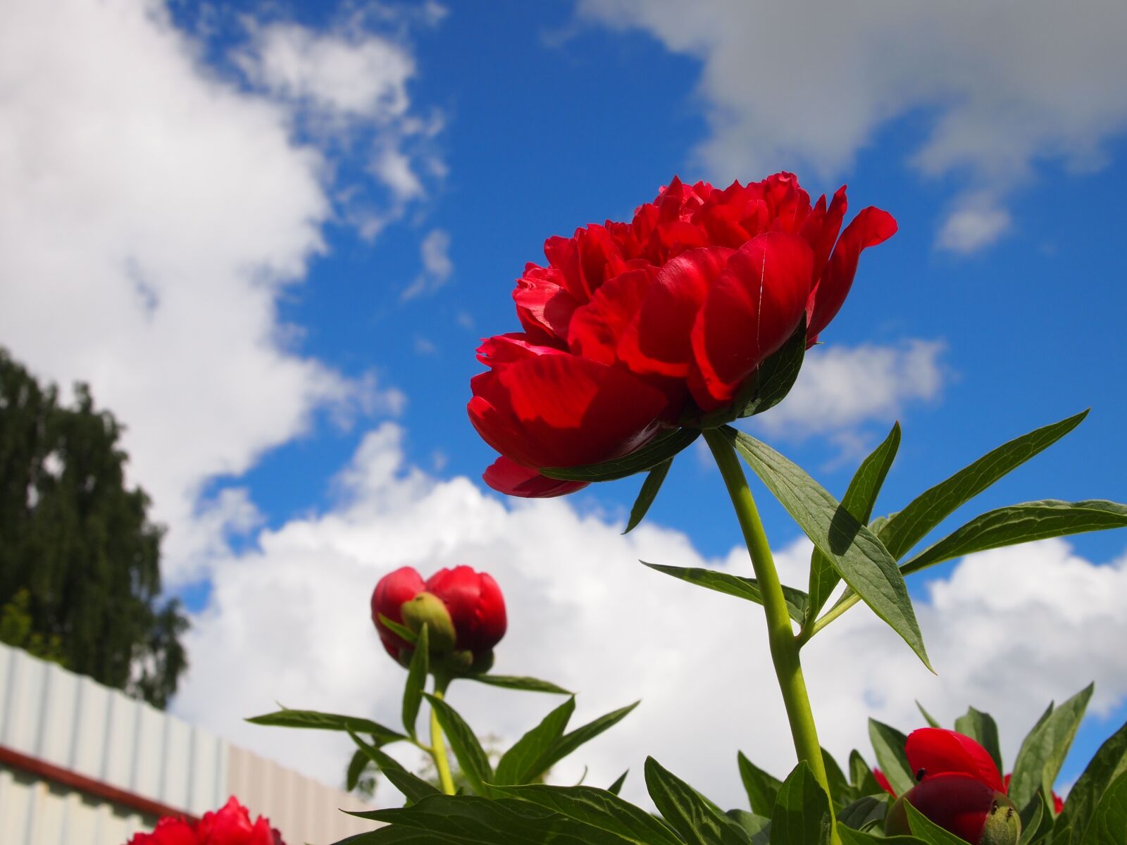 Olympus PEN E-PL1 sample photo. Flowers, garden, peony photography