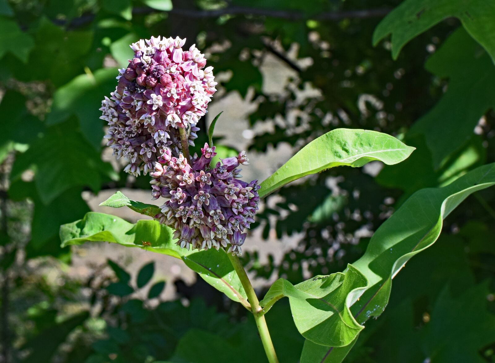 Nikon D3300 sample photo. Milkweed, flower, blossom photography