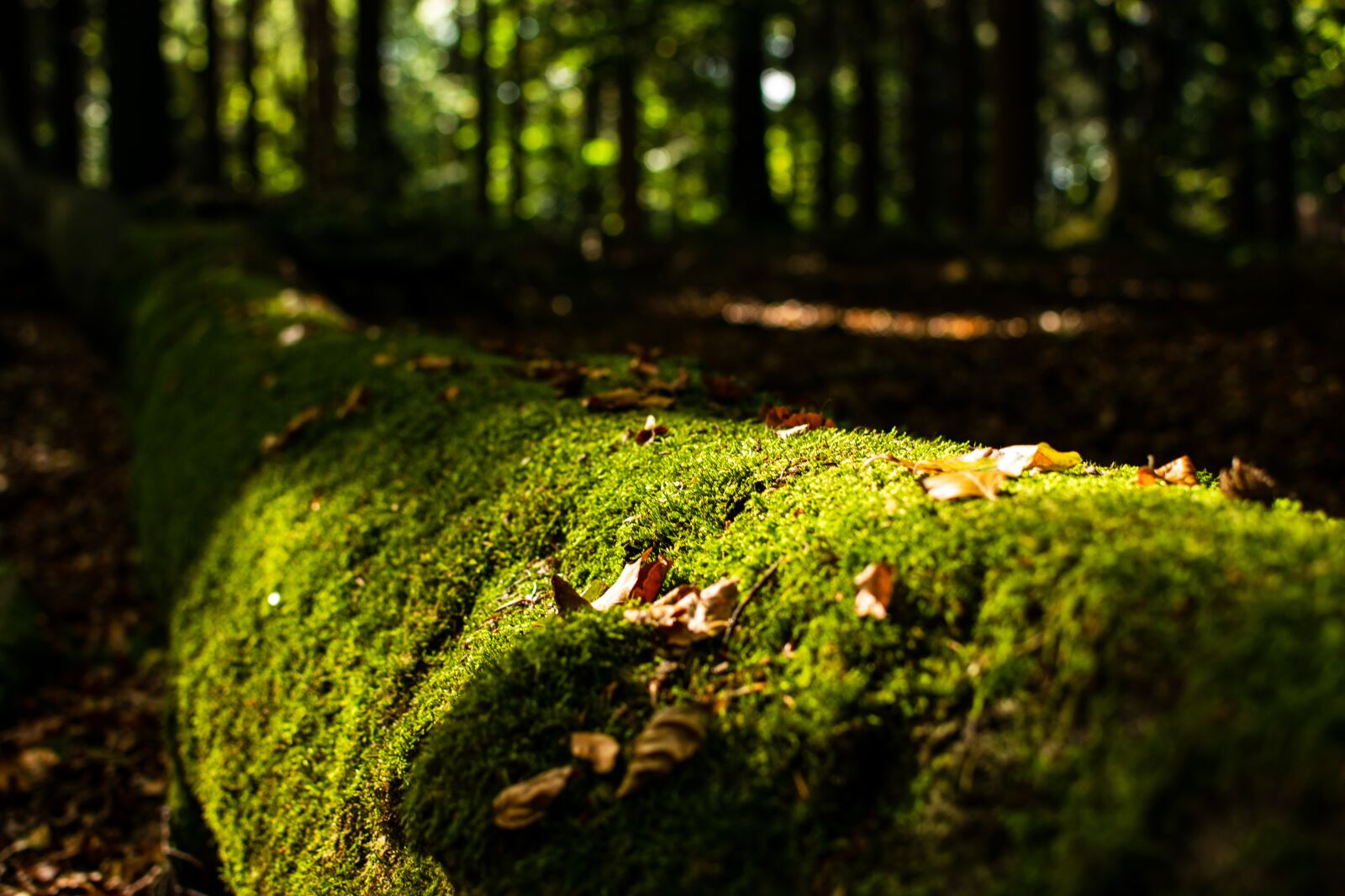 Nikon D3300 sample photo. Moss, log, forest photography