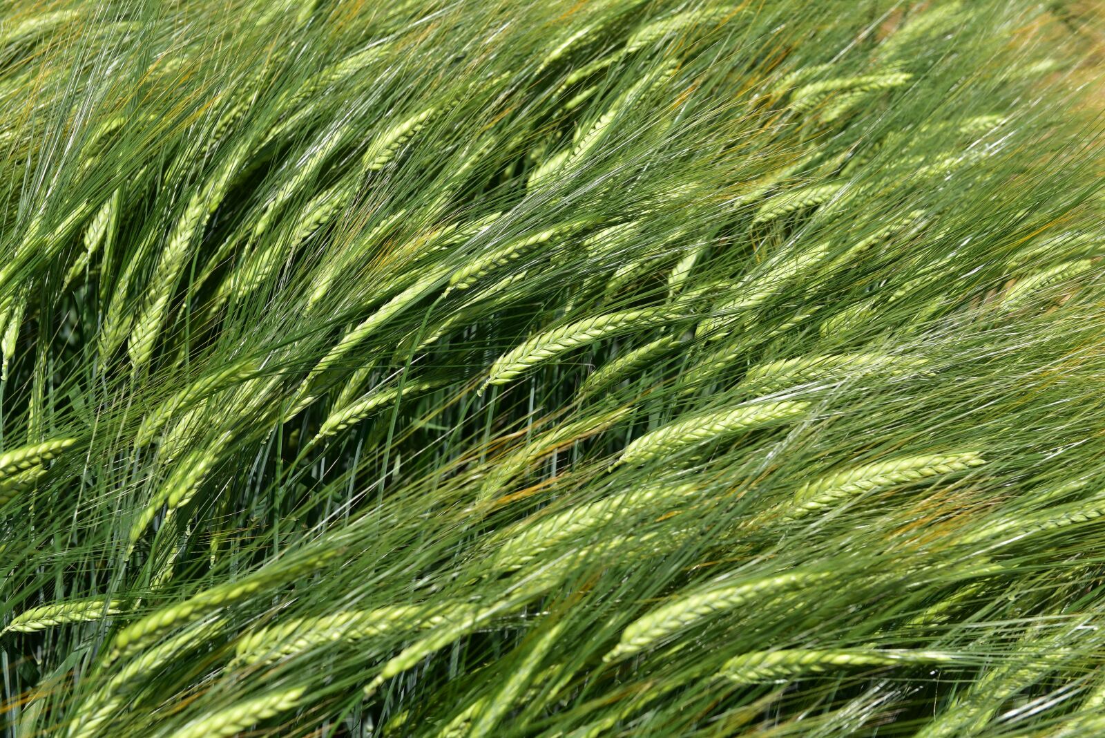 Nikon D750 sample photo. Barley, by chaitanya k photography