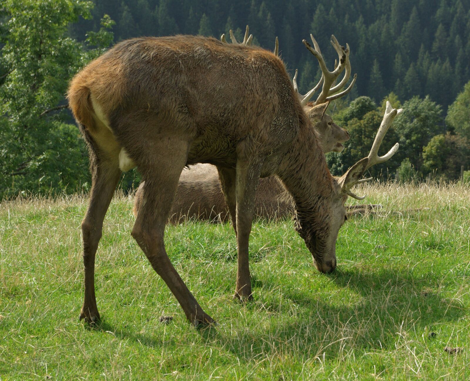 Samsung GX-10 sample photo. Hirsch, red deer, antler photography