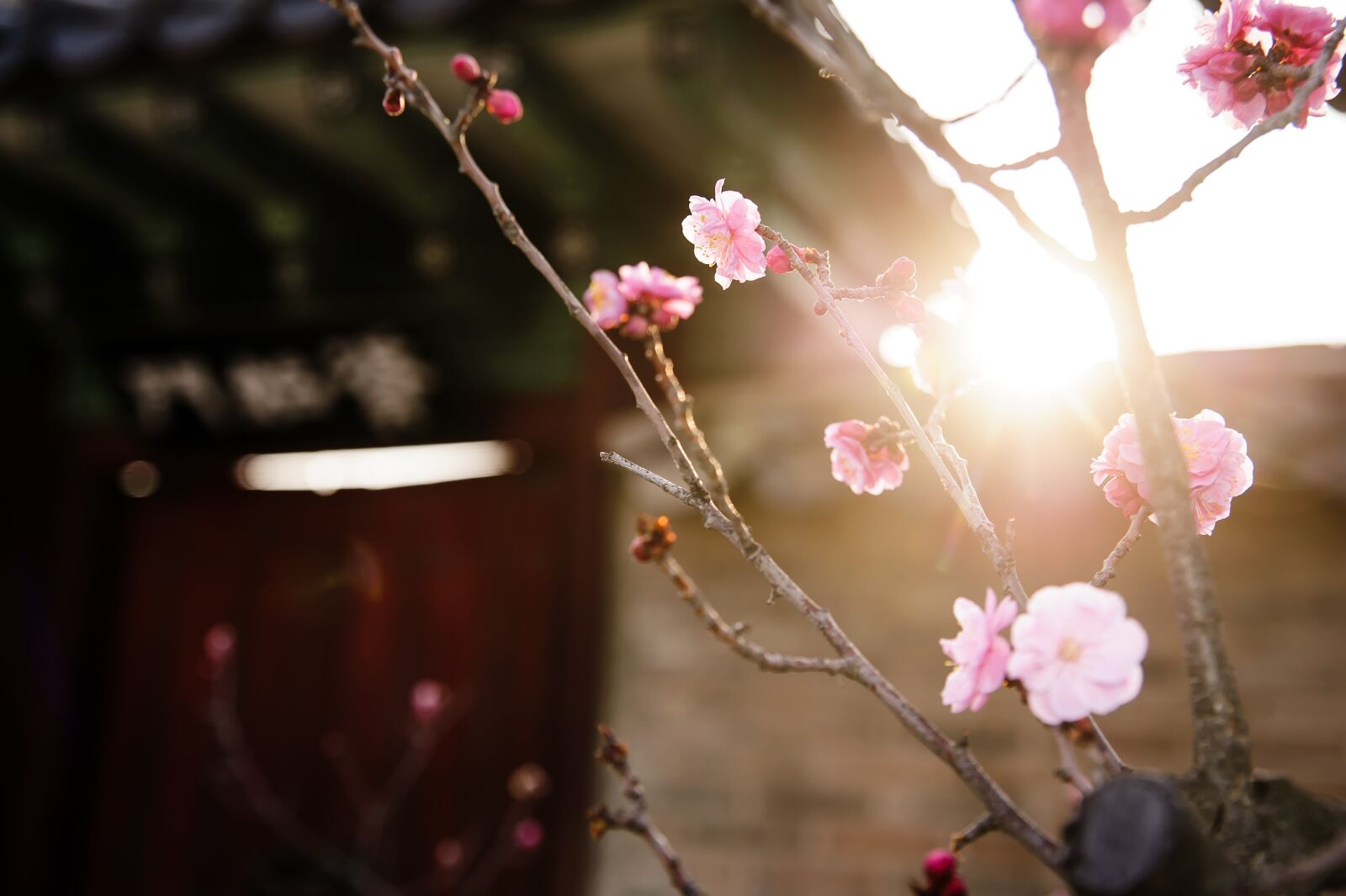 Nikon D700 sample photo. Republic of korea, traditional photography