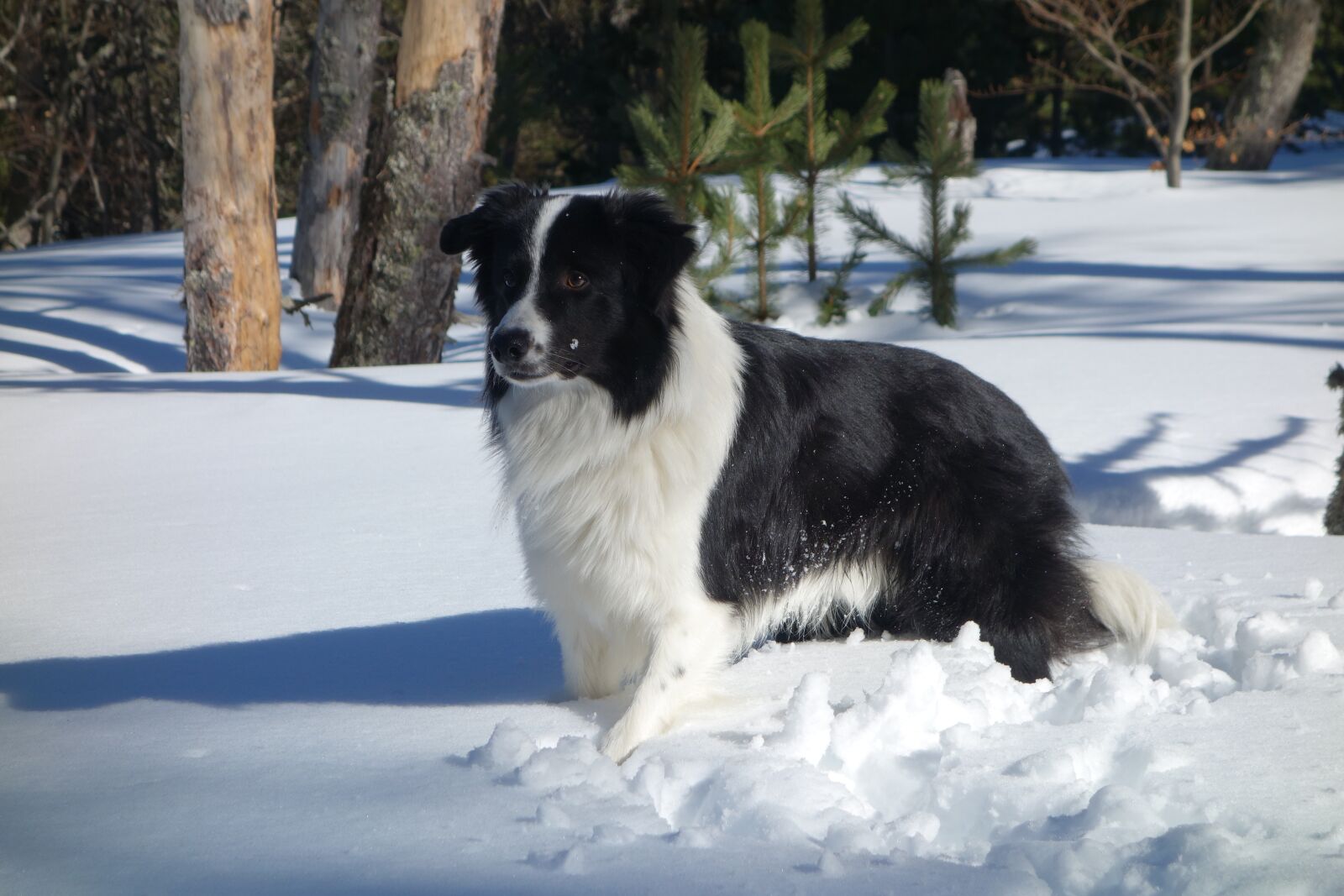 Sony Cyber-shot DSC-RX100 sample photo. Border collie, dog, animals photography