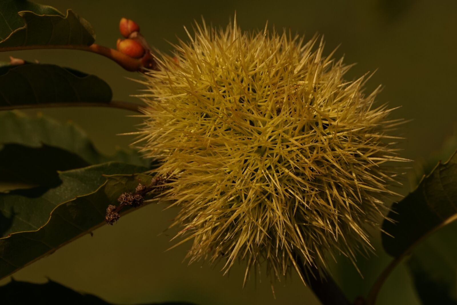 Sony a7 sample photo. Plant, spur, prickly photography