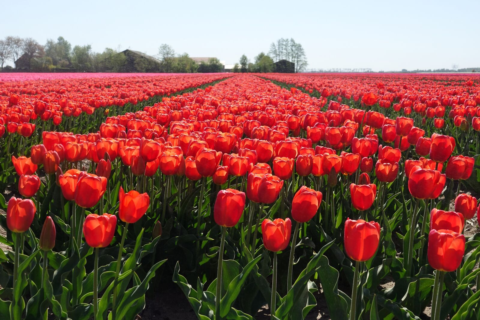 Sony Cyber-shot DSC-RX10 III sample photo. Tulips, tulip field, red photography