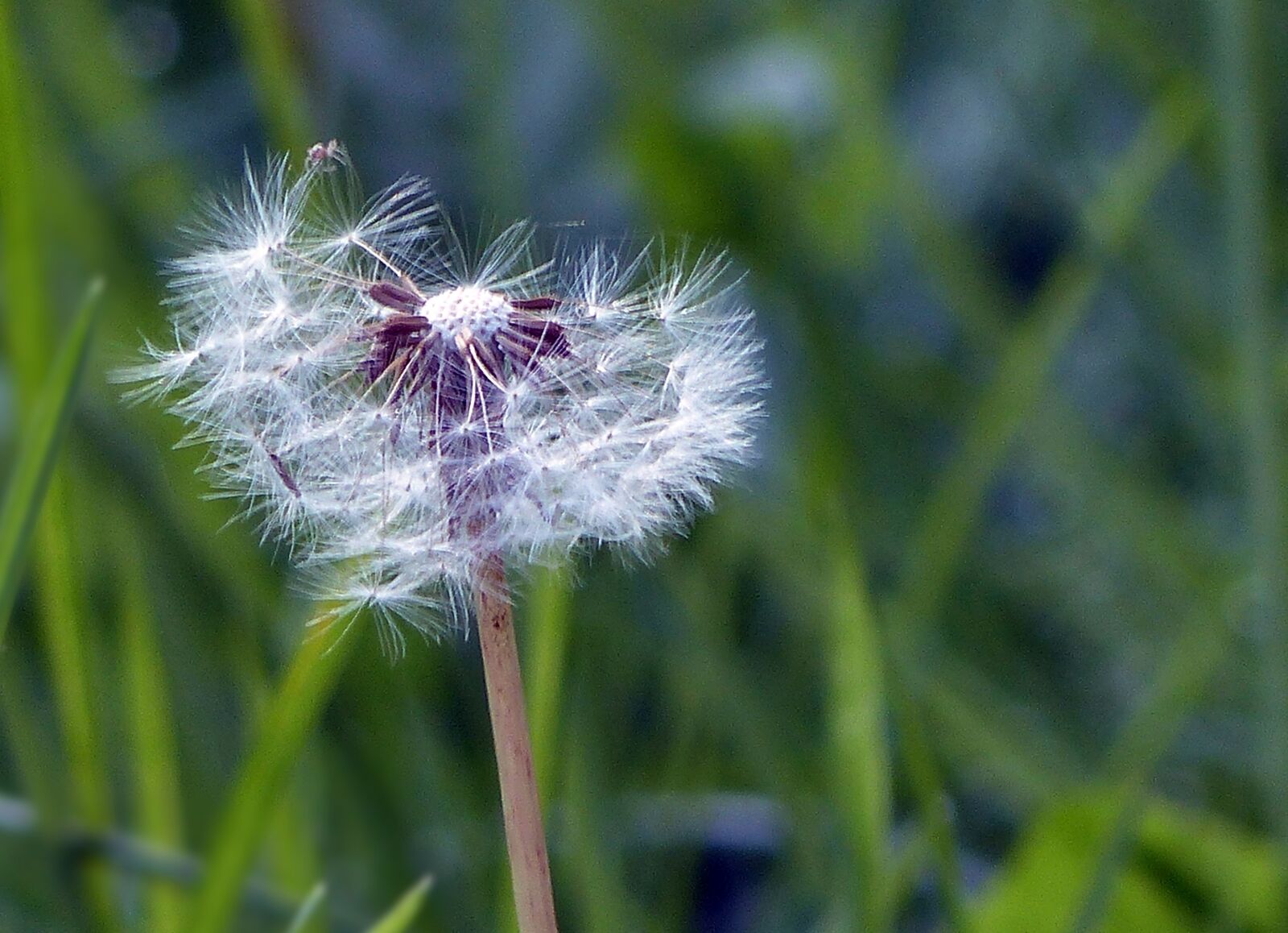 Panasonic Lumix DMC-FZ200 sample photo. Dandelion, wild flower, macro photography