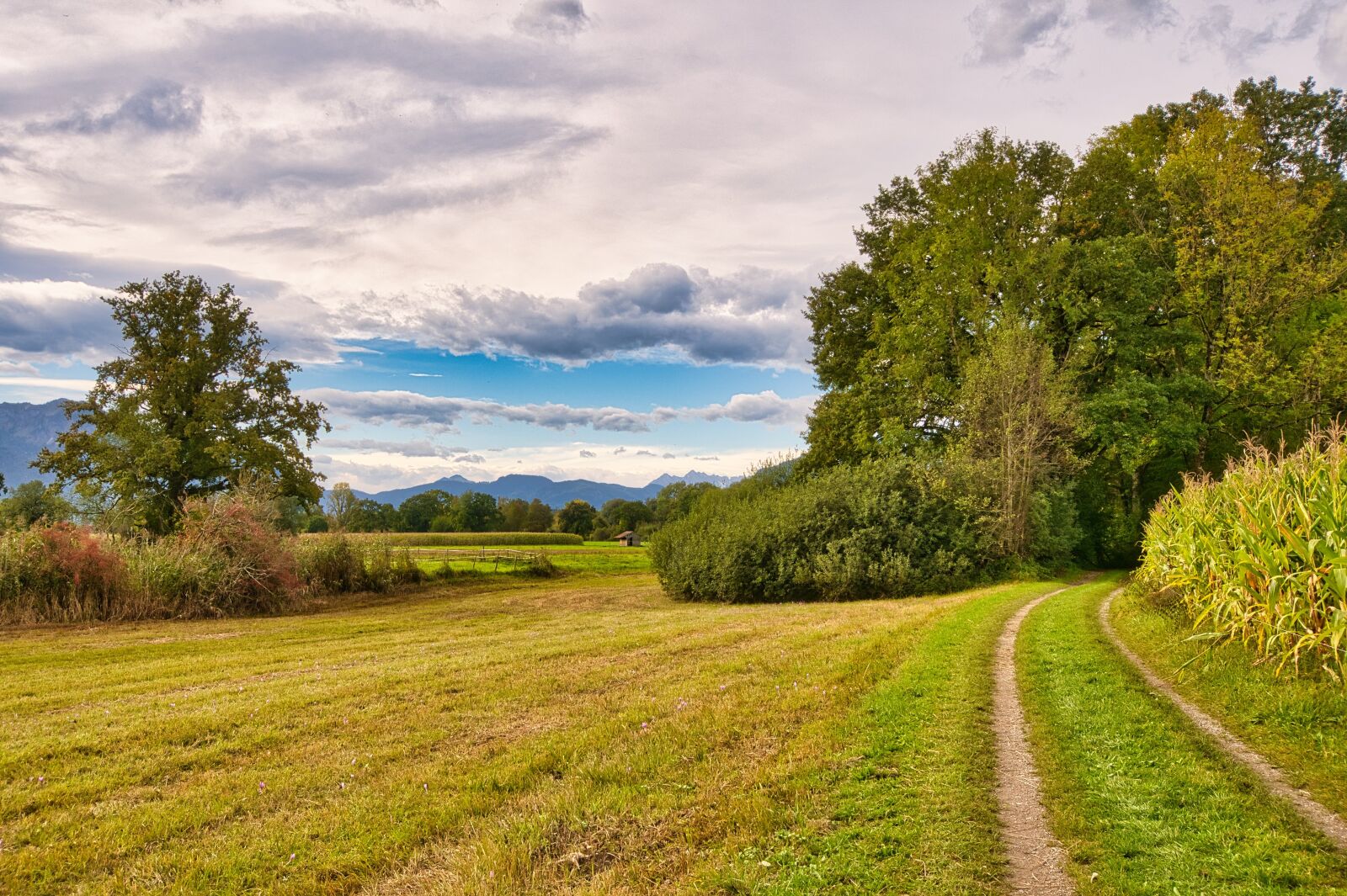 Nikon D7500 sample photo. Nature, meadow, trail photography