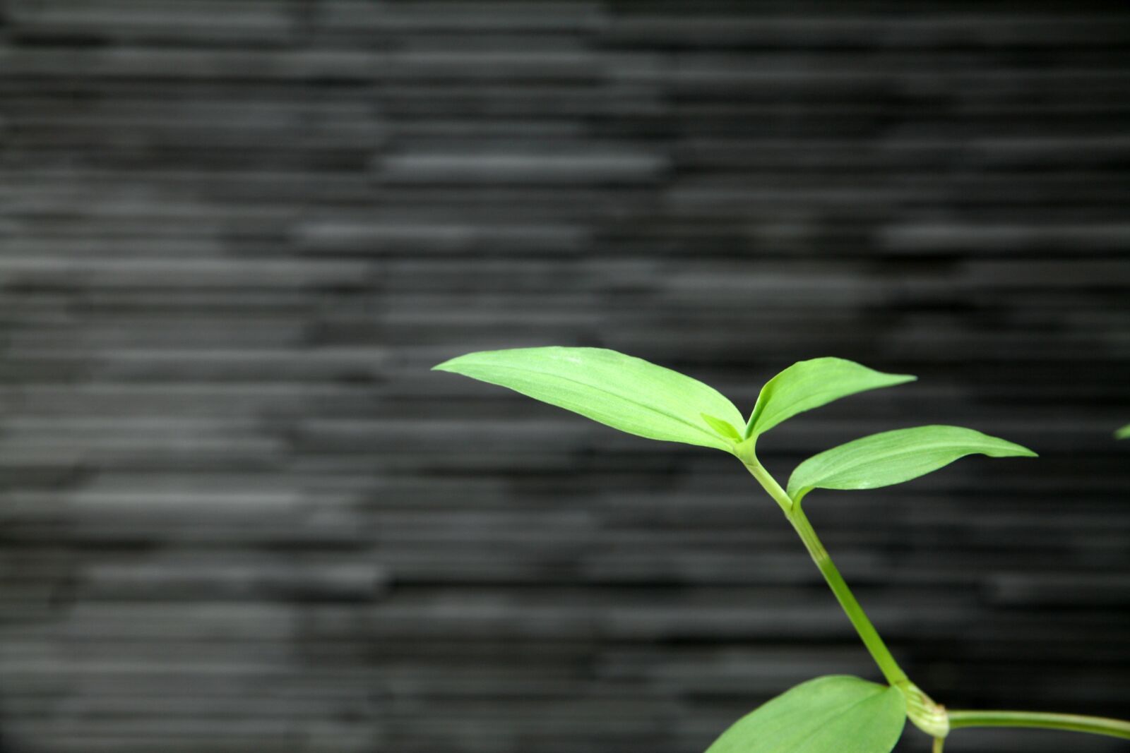 Canon EOS 5D sample photo. Plants, weeds, wall photography