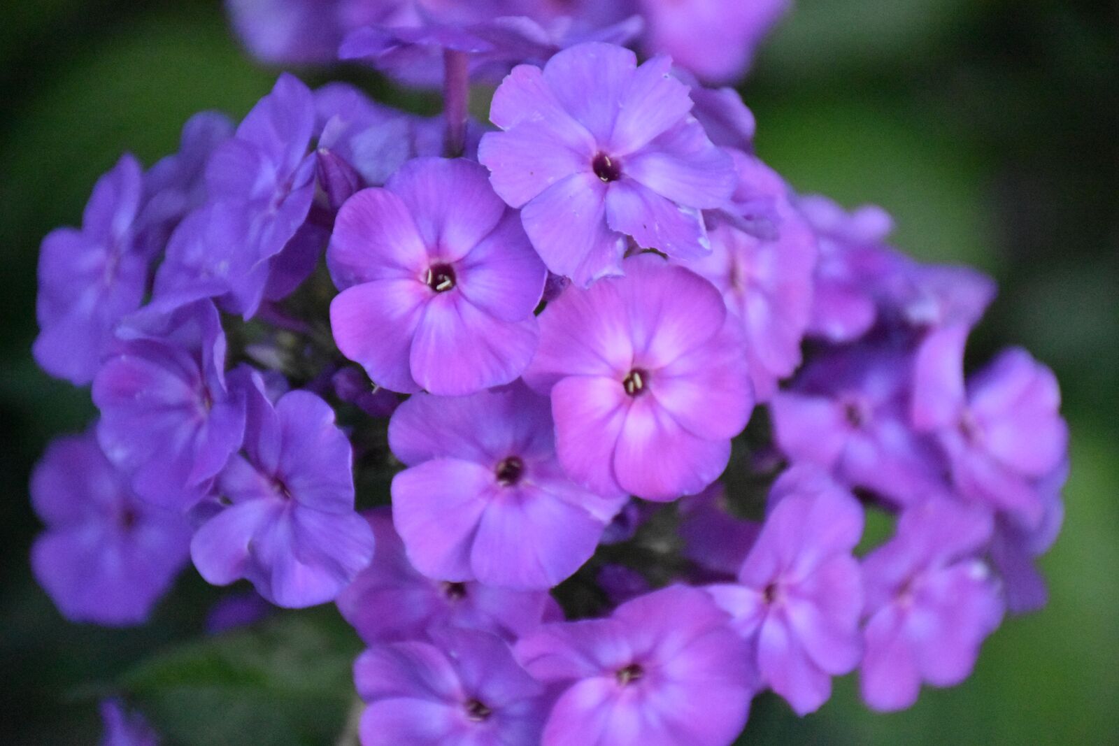 Nikon D7200 sample photo. Phlox, flower, purple photography