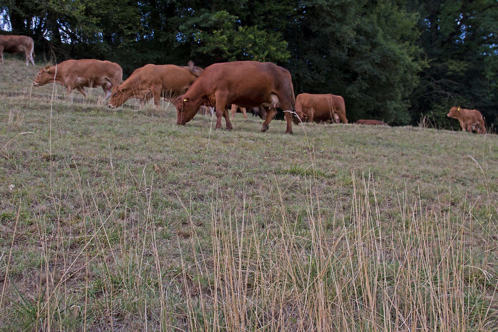 Canon EOS 7D sample photo. Drought, cow, cow herd photography