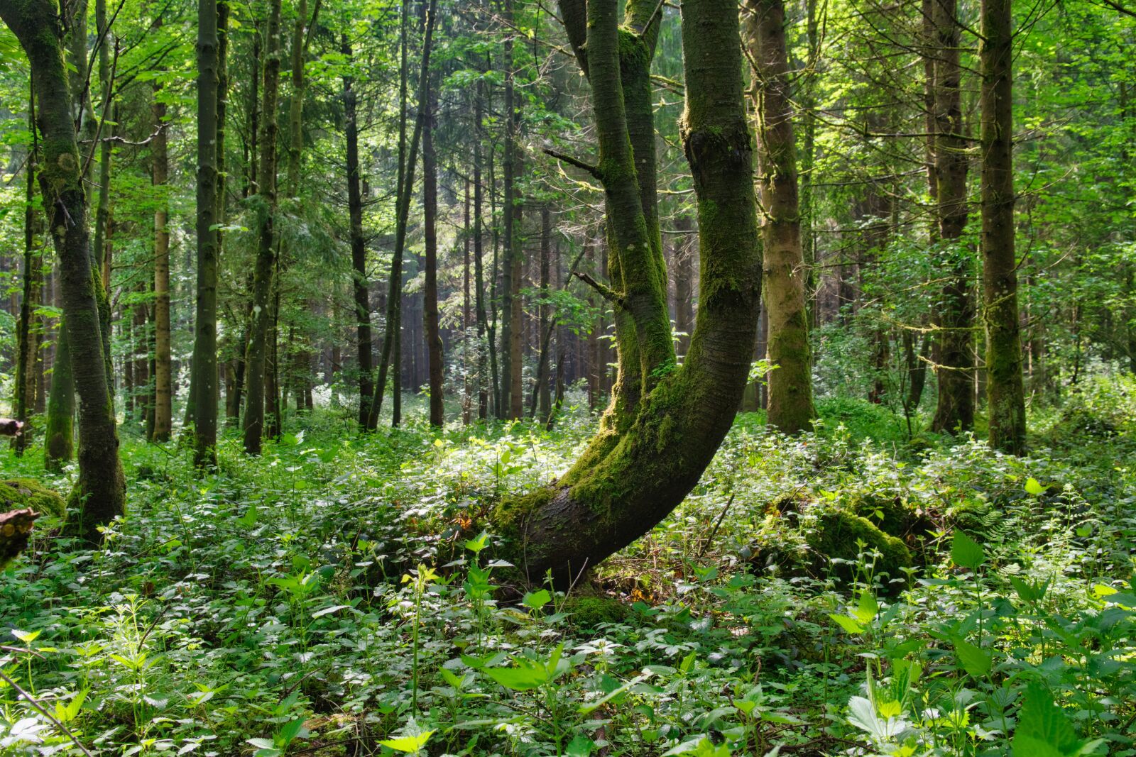 Nikon D7500 sample photo. Forest, nature, trees photography