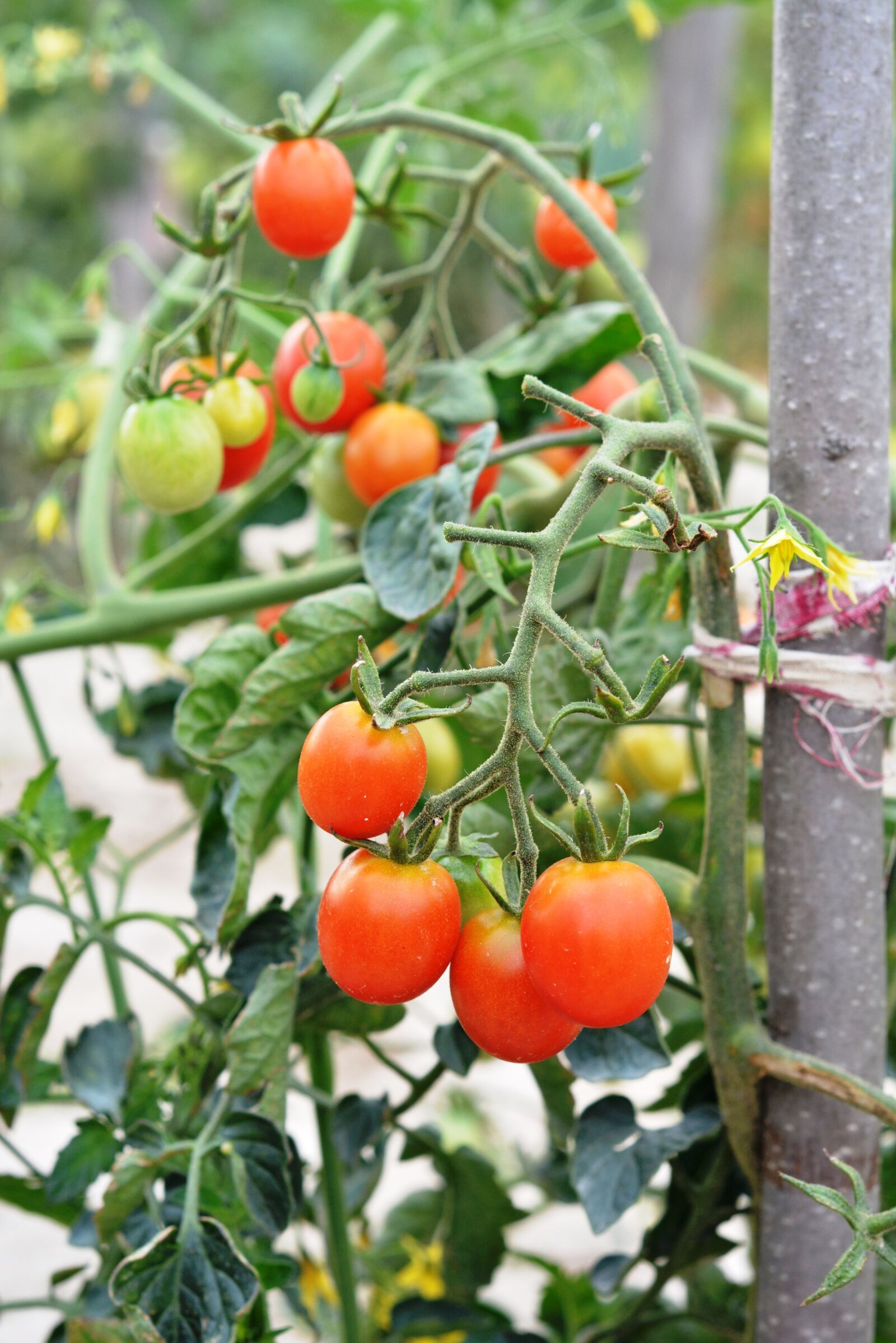 Nikon D5200 sample photo. Tomato, tomatoes, cherry tomatoes photography