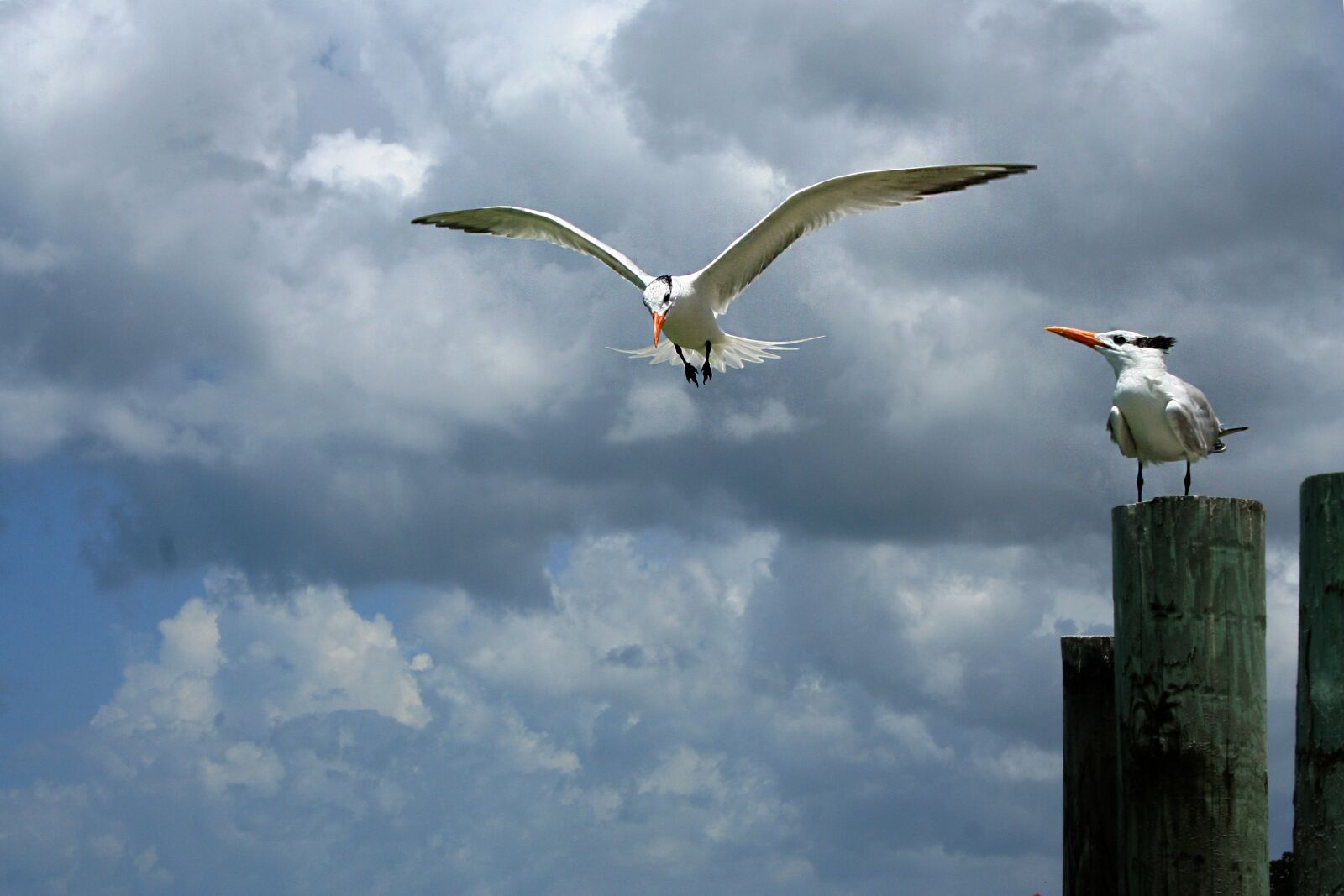 Canon EOS 350D (EOS Digital Rebel XT / EOS Kiss Digital N) sample photo. Seagull, birds, sea photography
