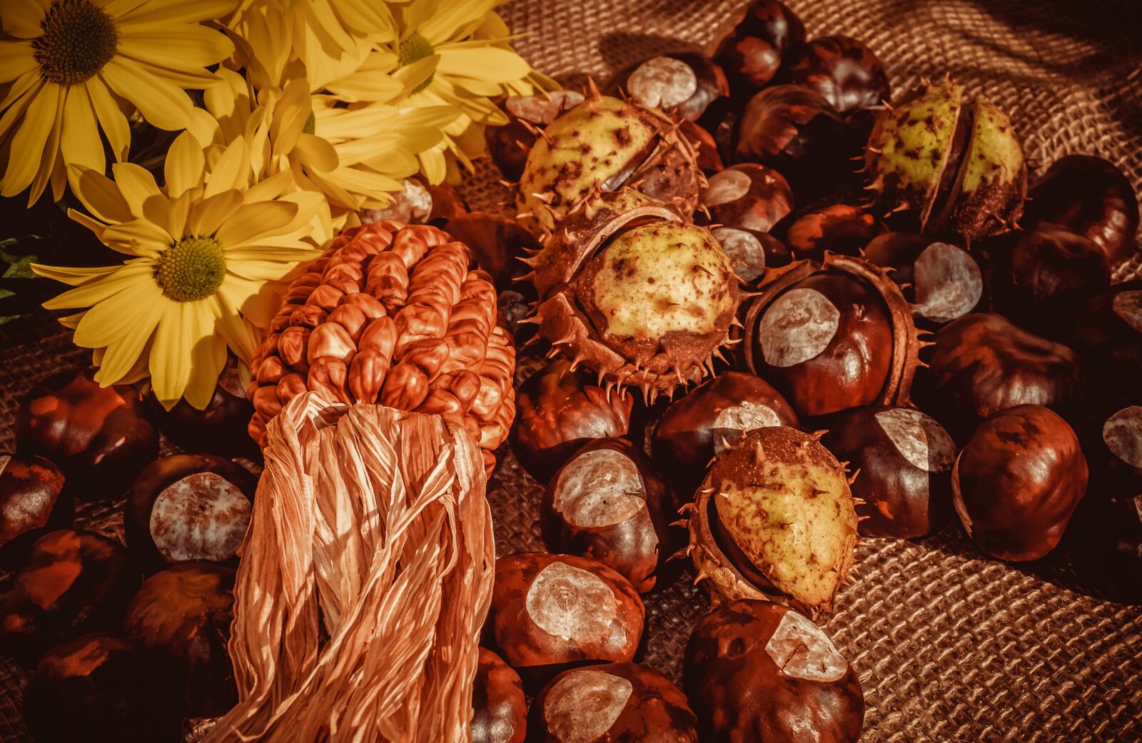 Fujifilm X-T10 + Fujifilm XF 35mm F1.4 R sample photo. Autumn motive, chestnut, corn photography