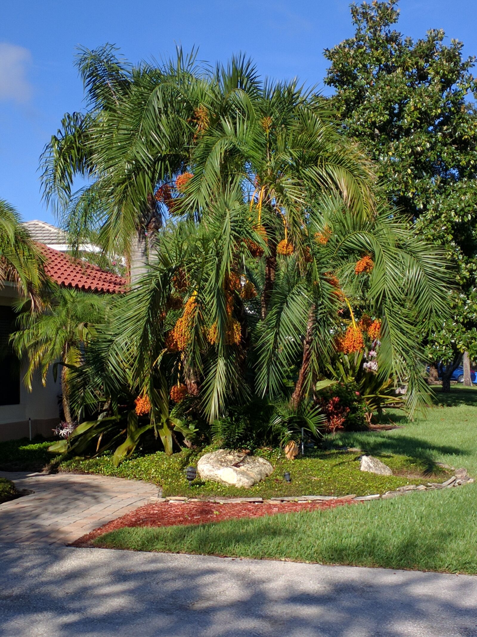 Motorola Nexus 6 sample photo. Palm tree, morning, running photography