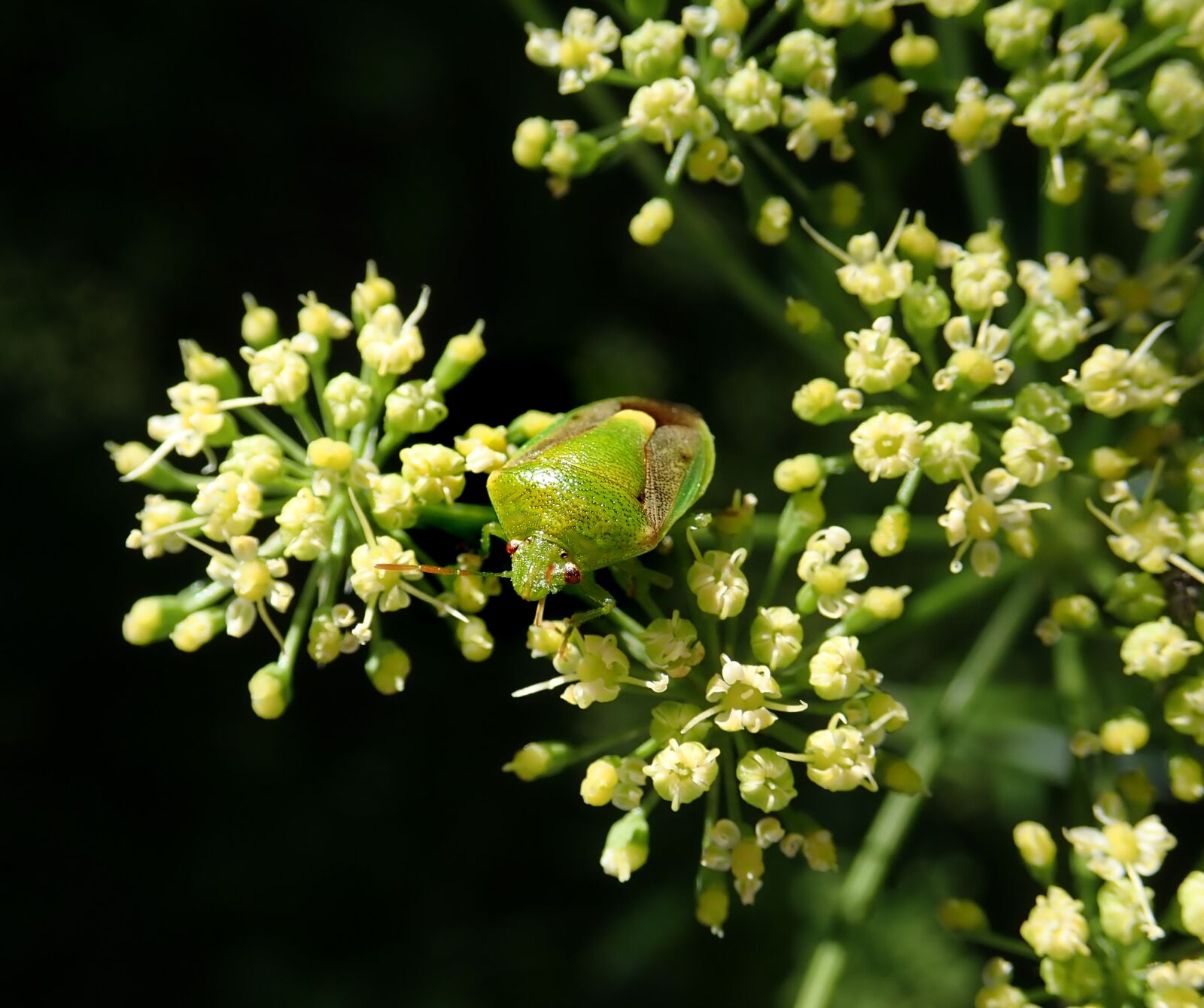 Olympus TG-5 sample photo. Beetle, green, insect photography