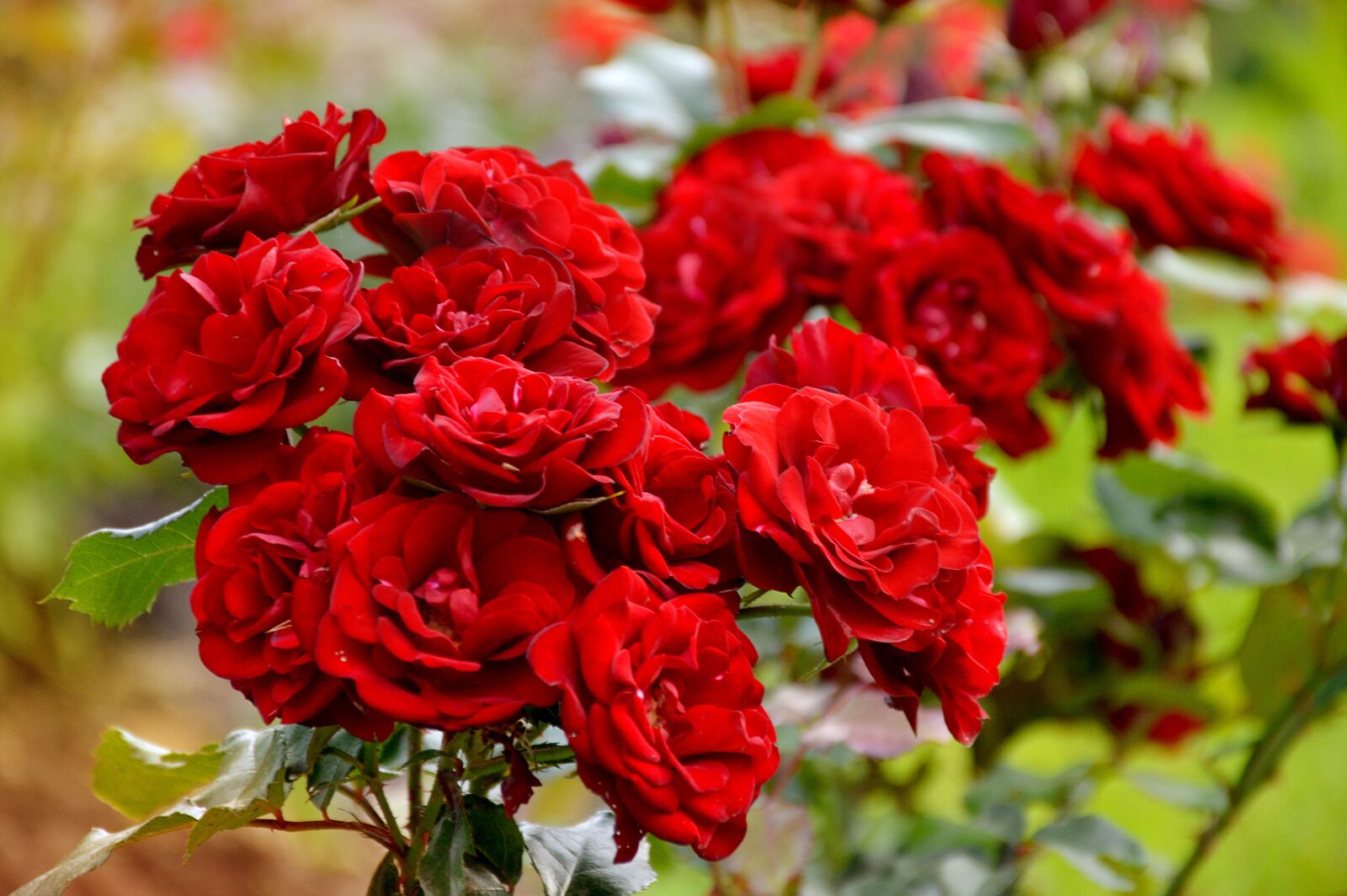 Nikon D3200 sample photo. Roses, summer, garden photography