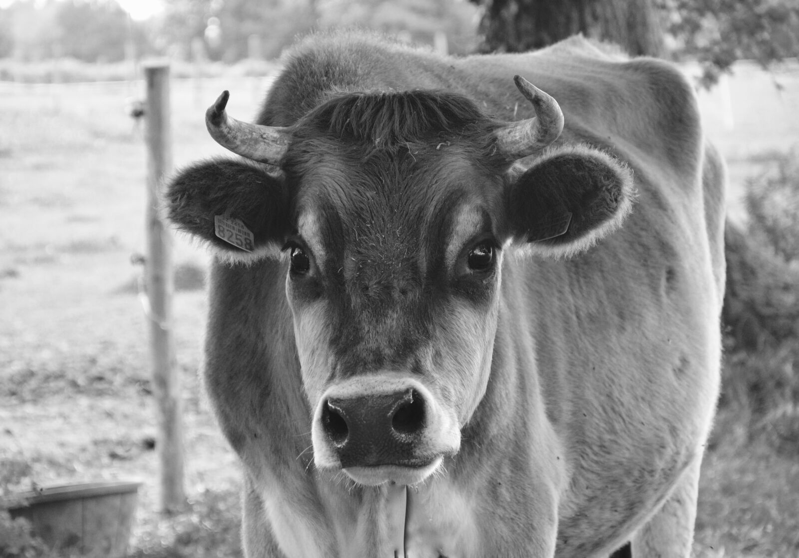 Nikon D5200 sample photo. Cow, photo black white photography