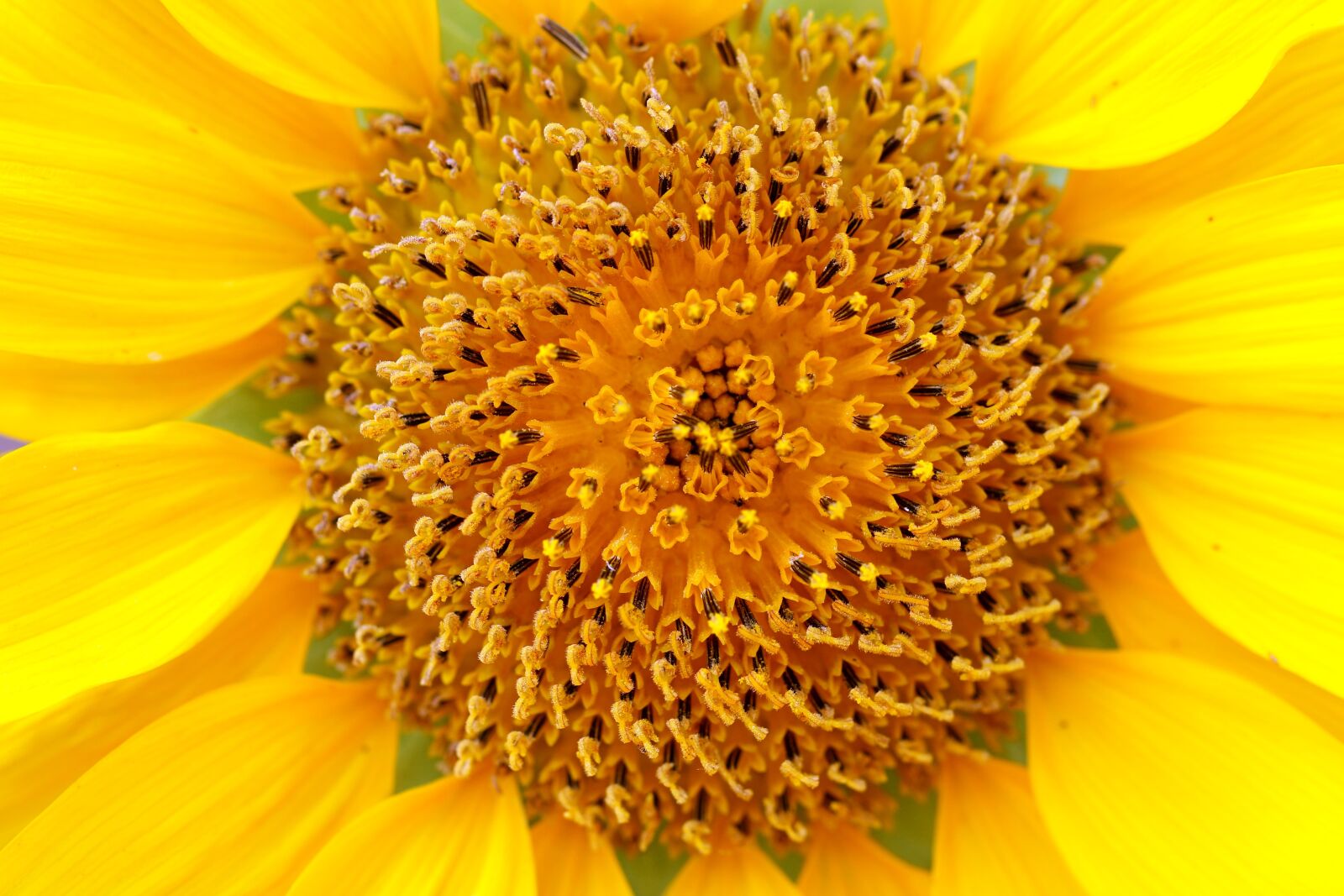 Canon EOS 7D Mark II sample photo. Sunflower, plants, flowers photography