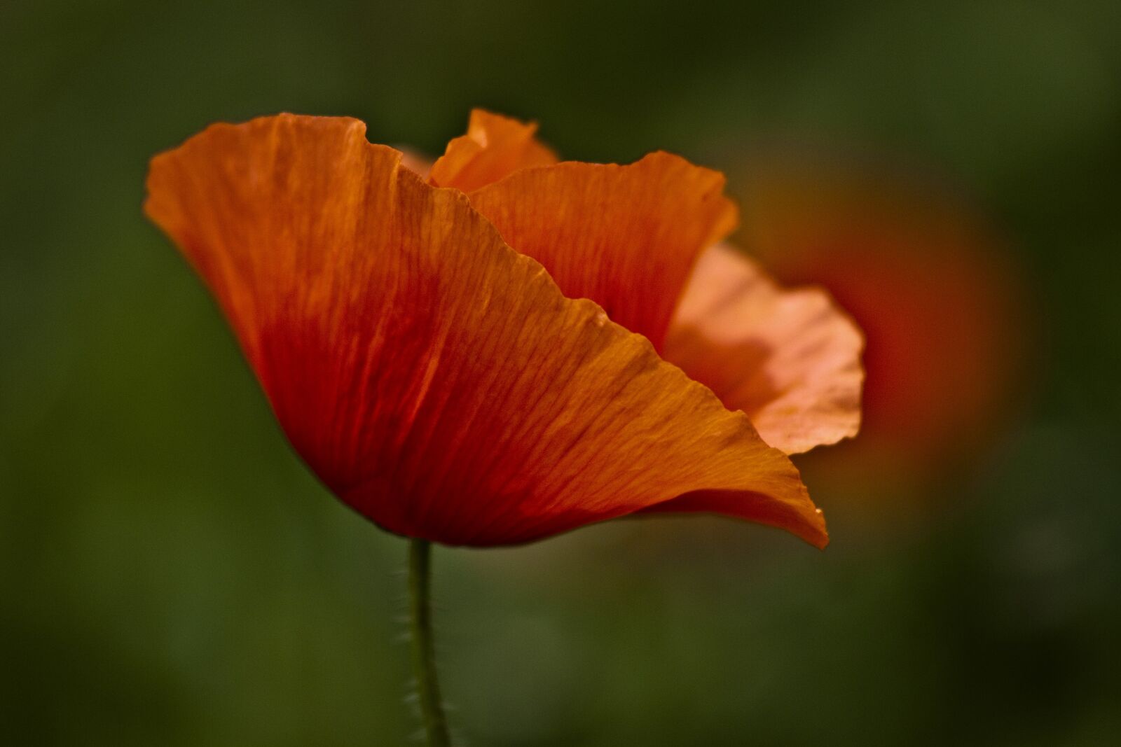 Canon EOS 500D (EOS Rebel T1i / EOS Kiss X3) sample photo. Papaver rhoeas, red, green photography