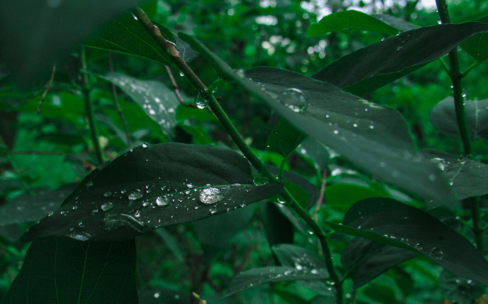 Canon PowerShot SX530 HS sample photo. Ross, leaves, nature photography
