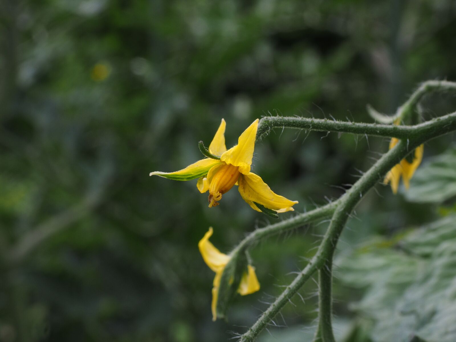 Olympus OM-D E-M1 + Olympus M.Zuiko Digital ED 12-40mm F2.8 Pro sample photo. Tomato flower, blossom, bloom photography