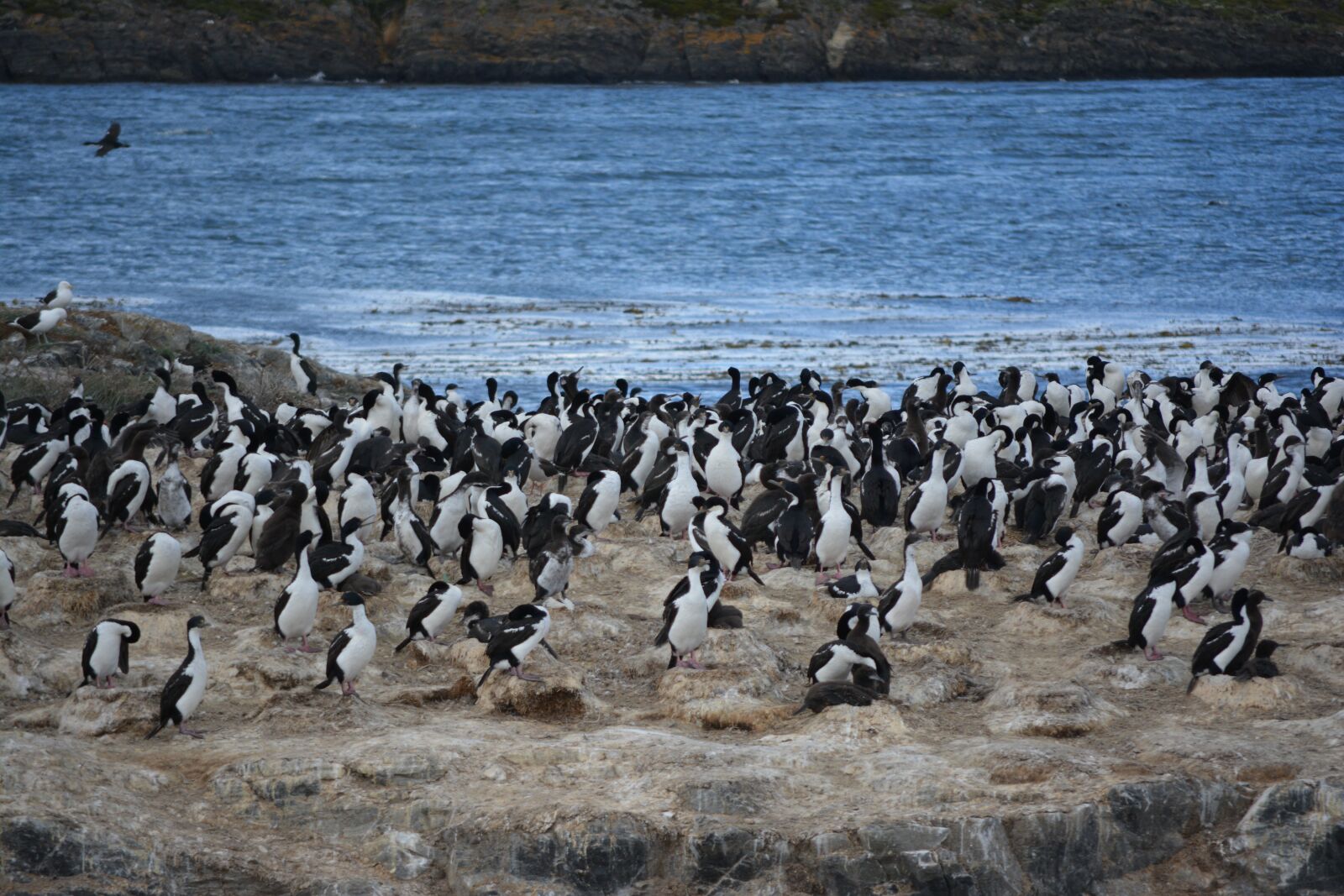 Nikon D5200 sample photo. Penguins, argentina, beach photography