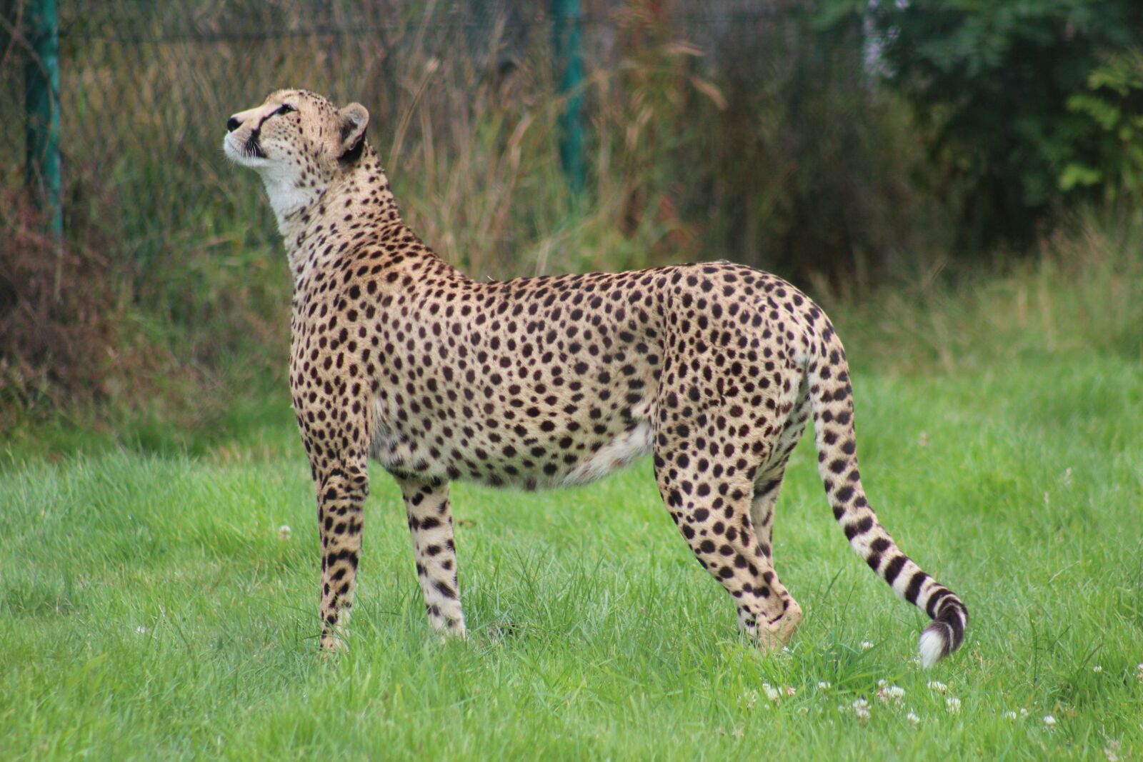 Canon EF 75-300mm f/4-5.6 USM sample photo. Wildlife, mammal, nature photography