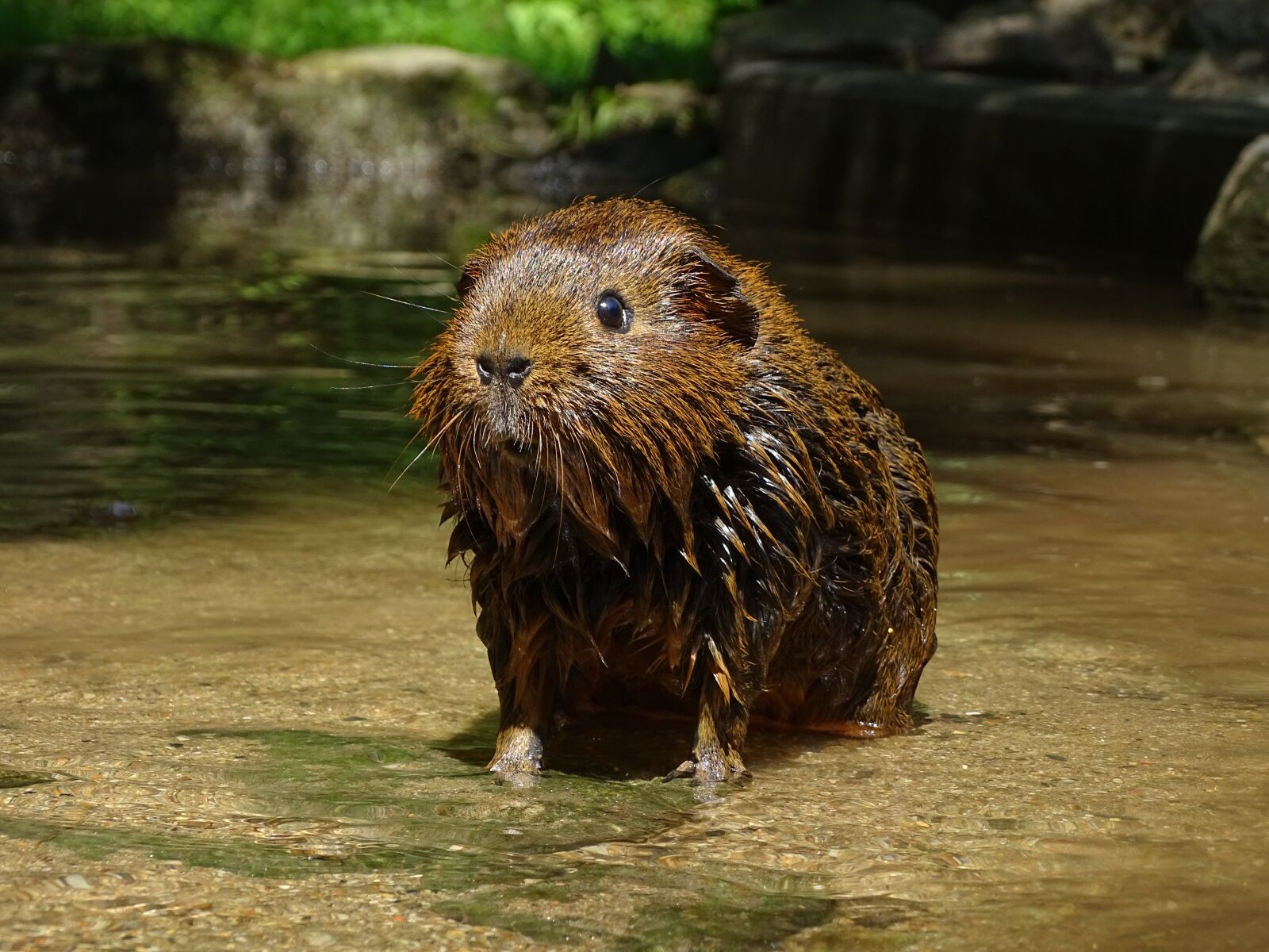 Sony Cyber-shot DSC-HX400V sample photo. Guinea-pig, agouti, guinea pigs photography