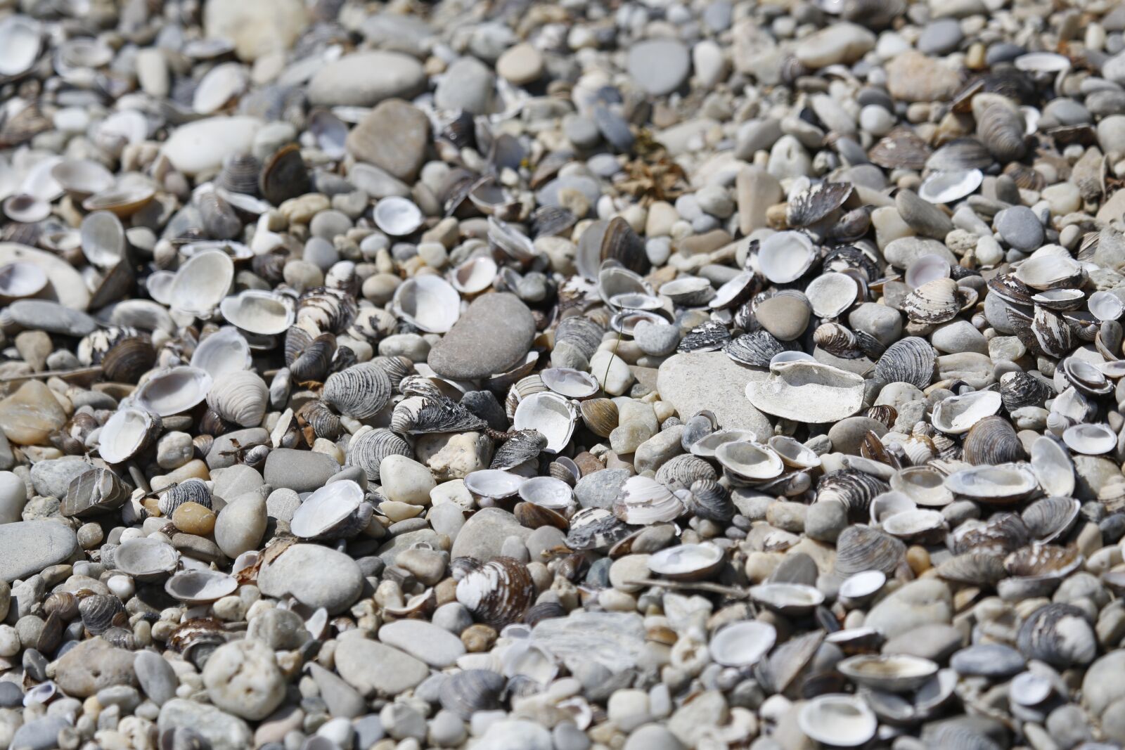 Canon EF 100-400mm F4.5-5.6L IS USM sample photo. Mussels, river mussels, shells photography