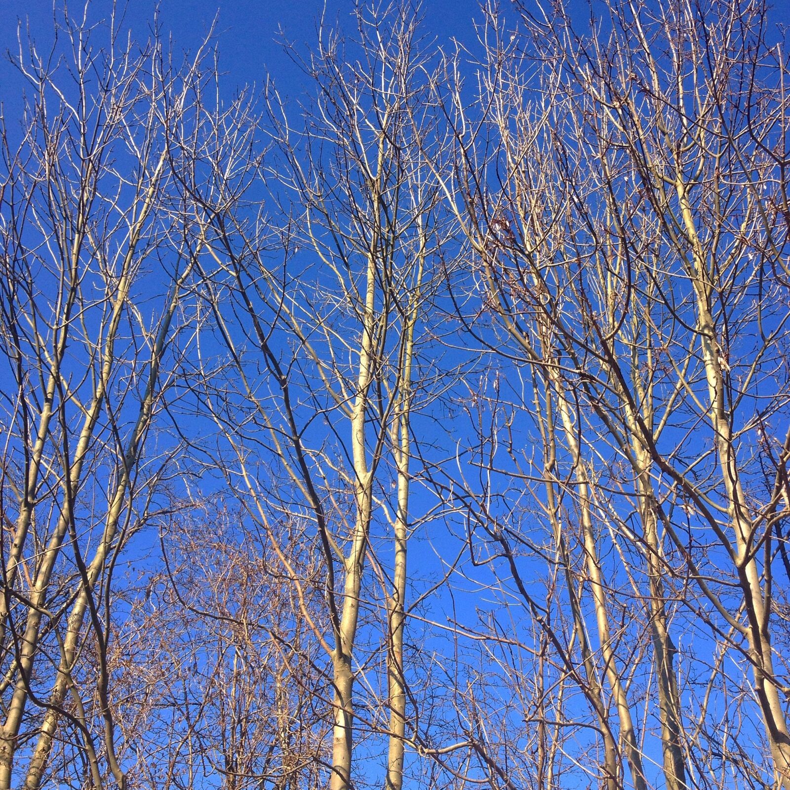 Apple iPhone 4S sample photo. Spring, trees, sky photography
