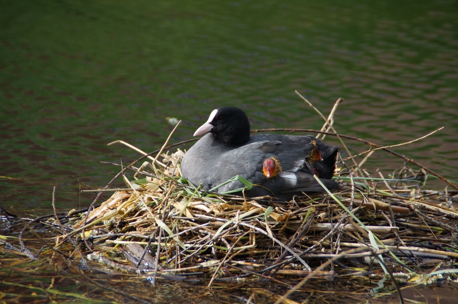 Sony SLT-A37 sample photo. Coot, nest, nature photography