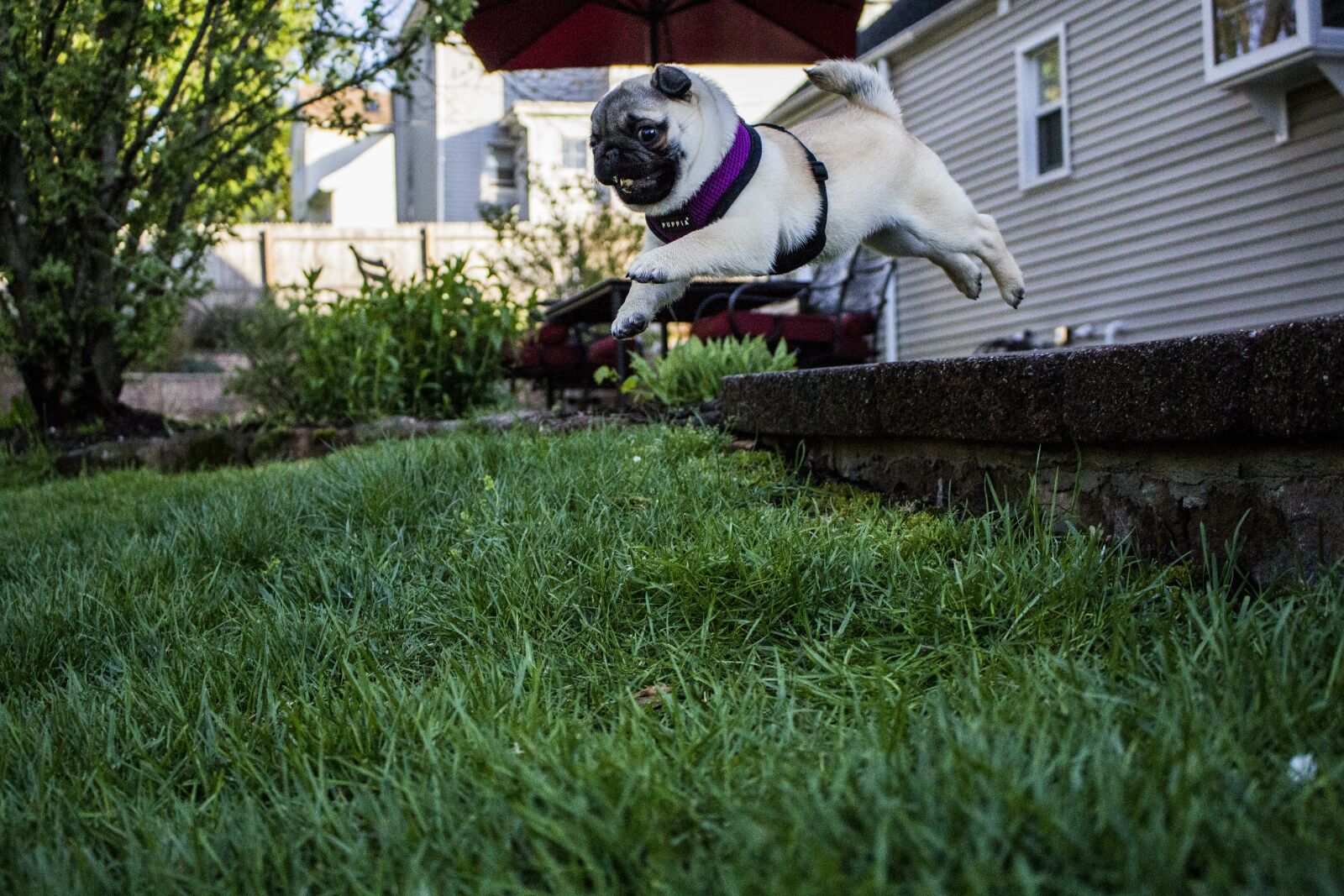 Canon EOS 1200D (EOS Rebel T5 / EOS Kiss X70 / EOS Hi) sample photo. Jumping, pug, puppy photography