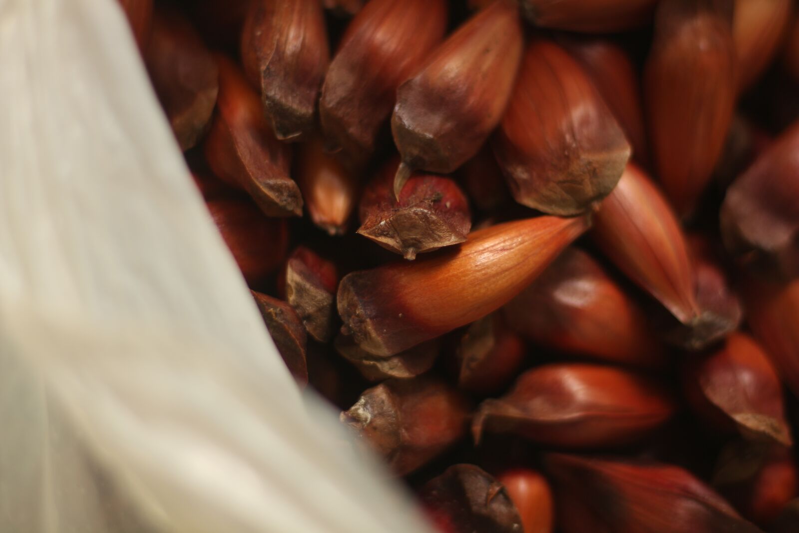 Canon EOS 700D (EOS Rebel T5i / EOS Kiss X7i) + Canon EF 50mm F1.8 STM sample photo. Araucaria, background, brazil photography