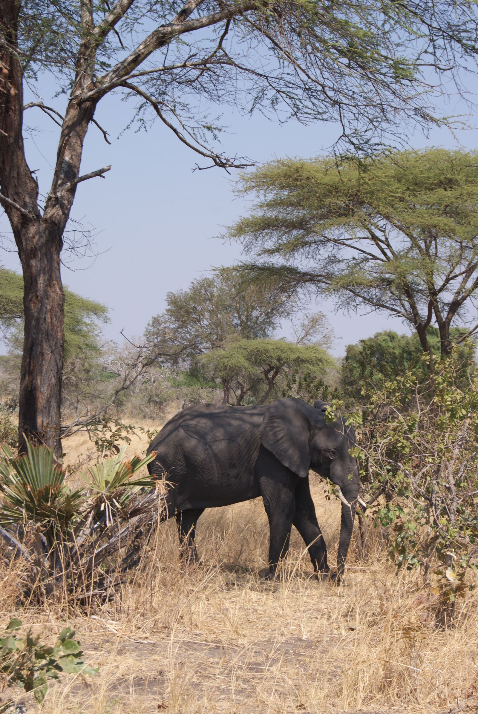 Sony Alpha DSLR-A230 sample photo. Elephant, safari photography