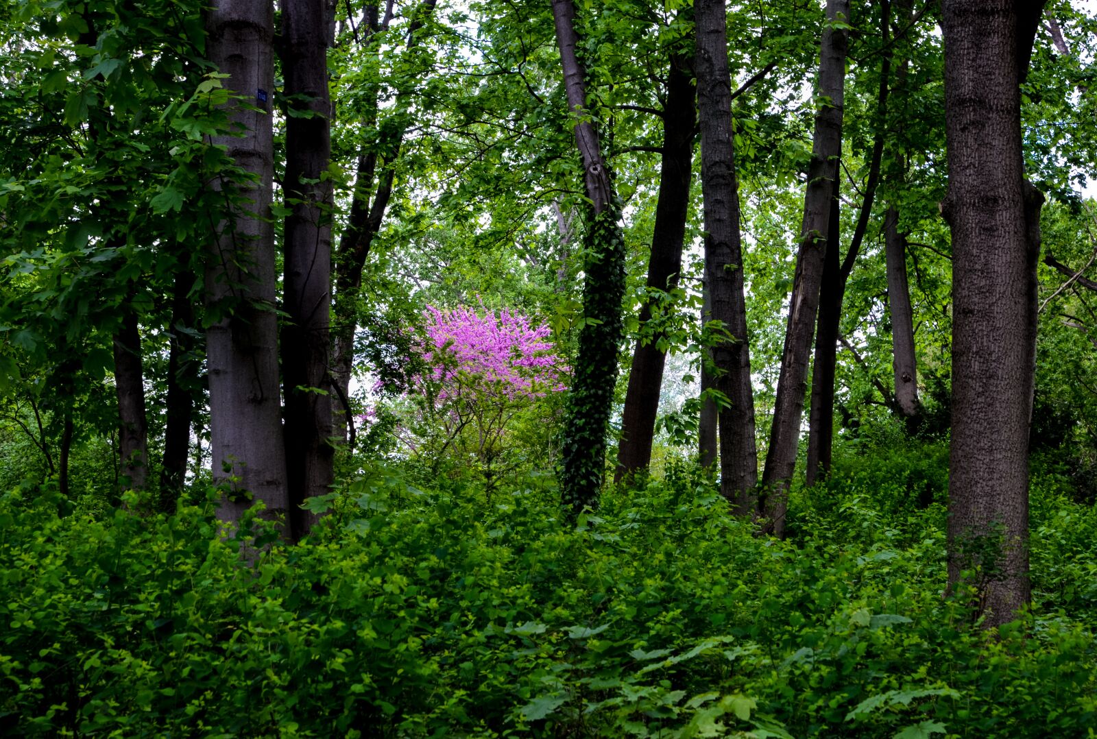 Nikon D610 sample photo. Trees, forest, park photography