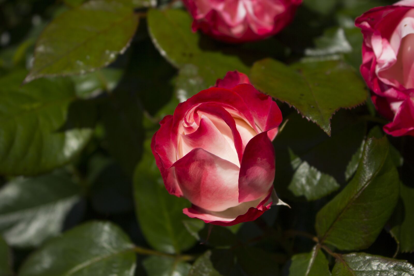 Canon EOS 60D sample photo. Rose, nature, red rose photography