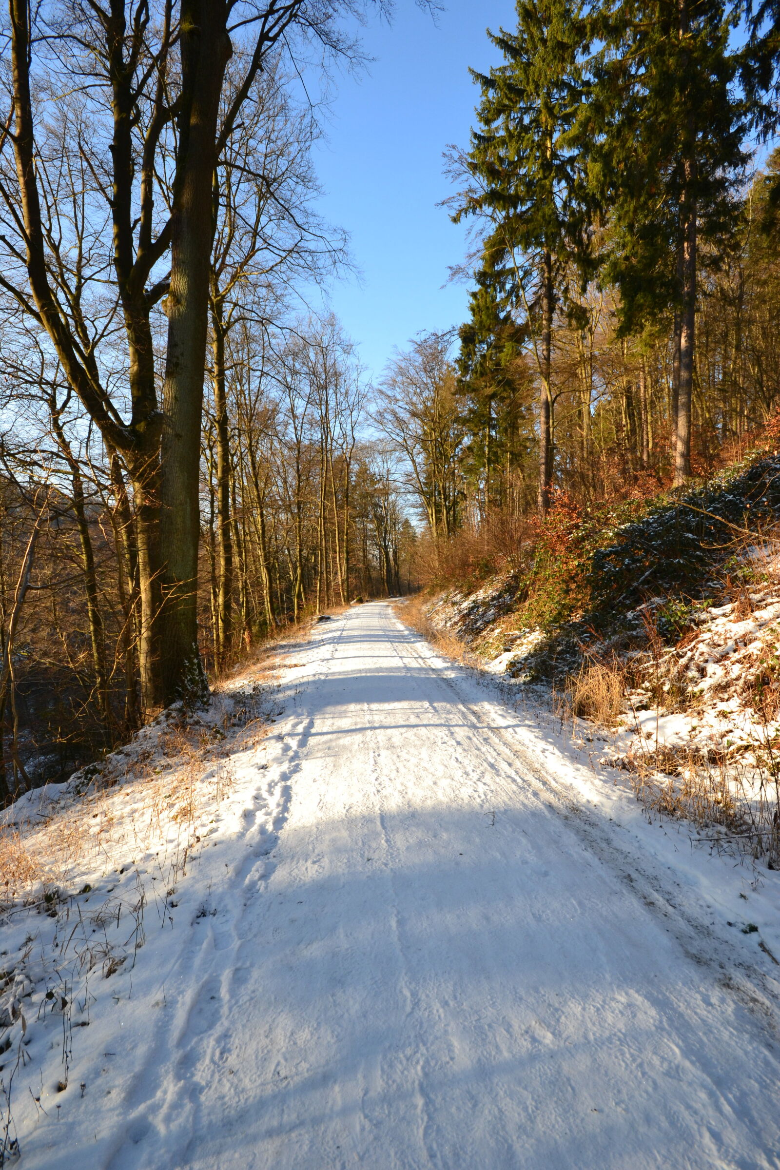 Nikon D3100 sample photo. Cold, forest, forest, path photography