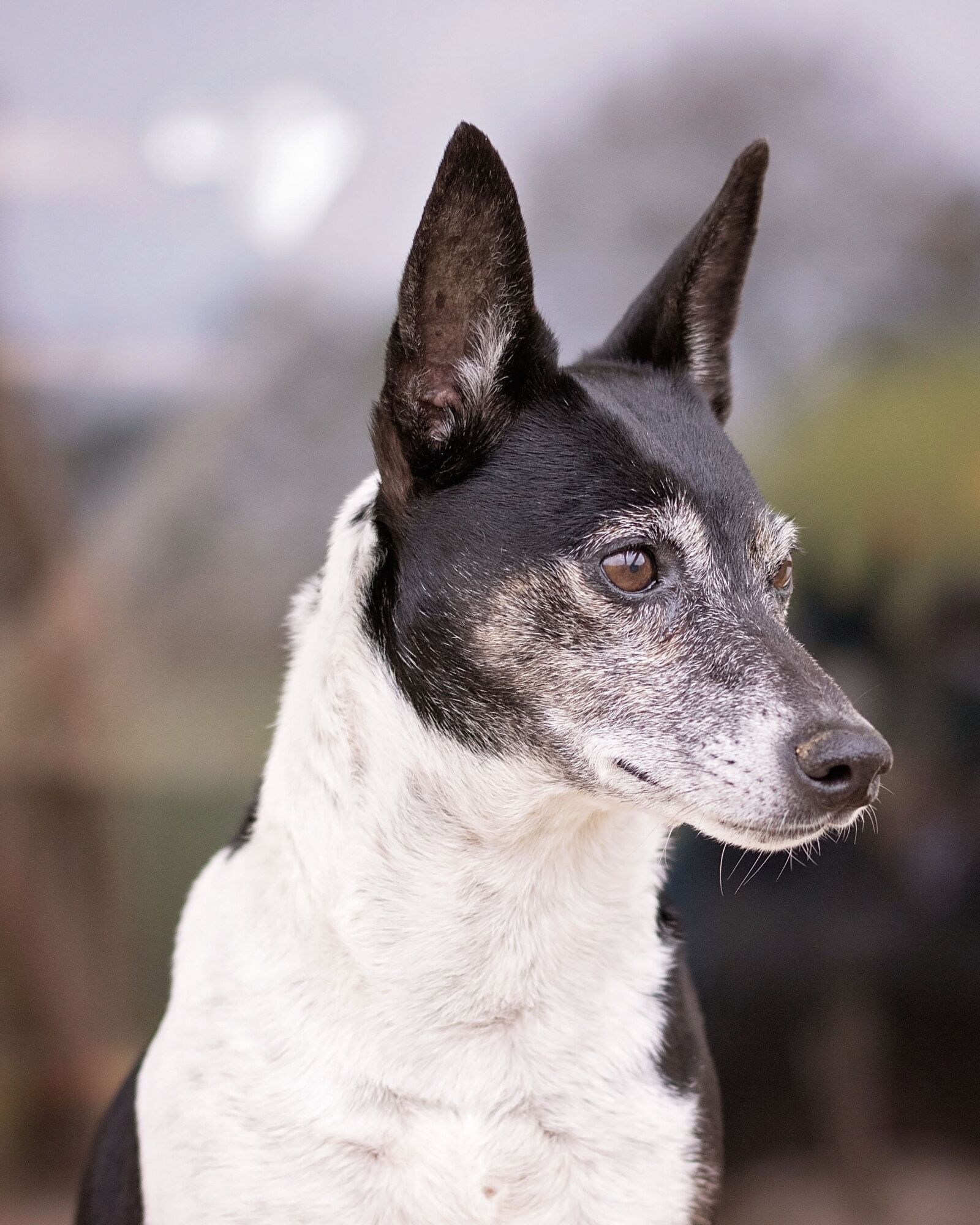 Nikon D810 sample photo. Hound, dog, animal photography