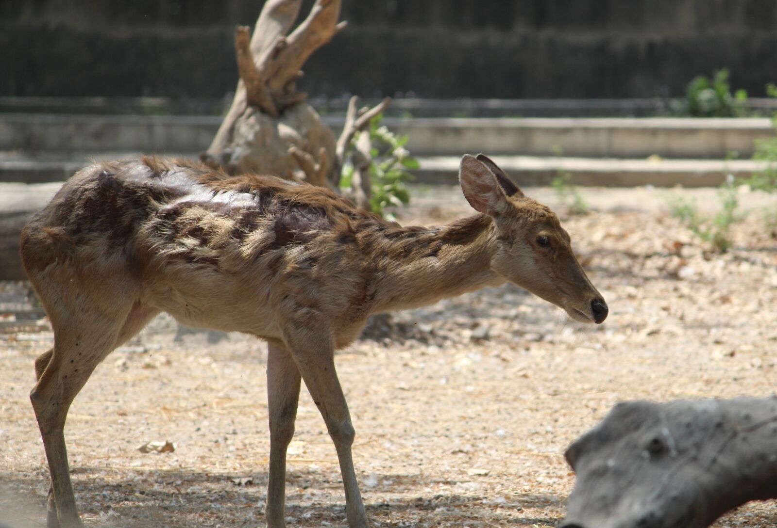 Canon EOS 1200D (EOS Rebel T5 / EOS Kiss X70 / EOS Hi) sample photo. Deer, wildlife, mammal photography