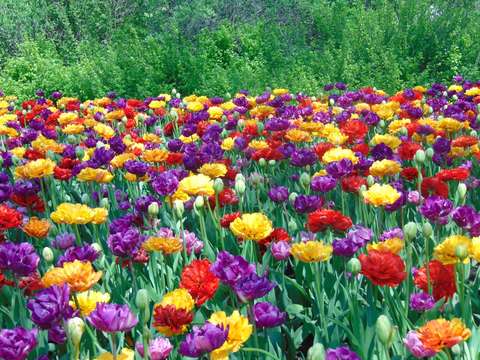 Sony Cyber-shot DSC-H300 sample photo. Tulips, flowers, field photography